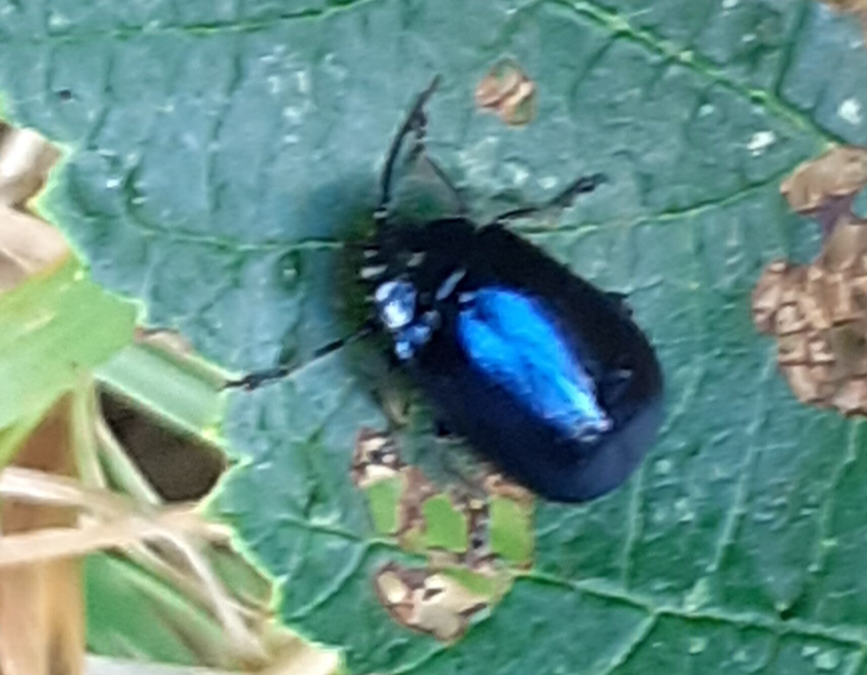 Valokuvaaja: Maarit Pietiläinen