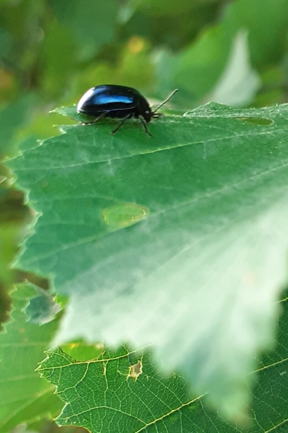 Valokuvaaja: Maarit Pietiläinen