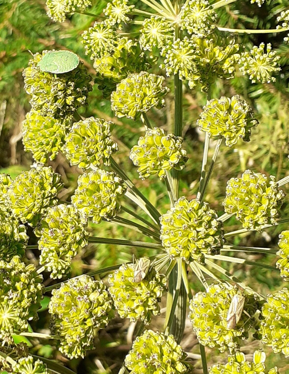 Valokuvaaja: Maarit Pietiläinen