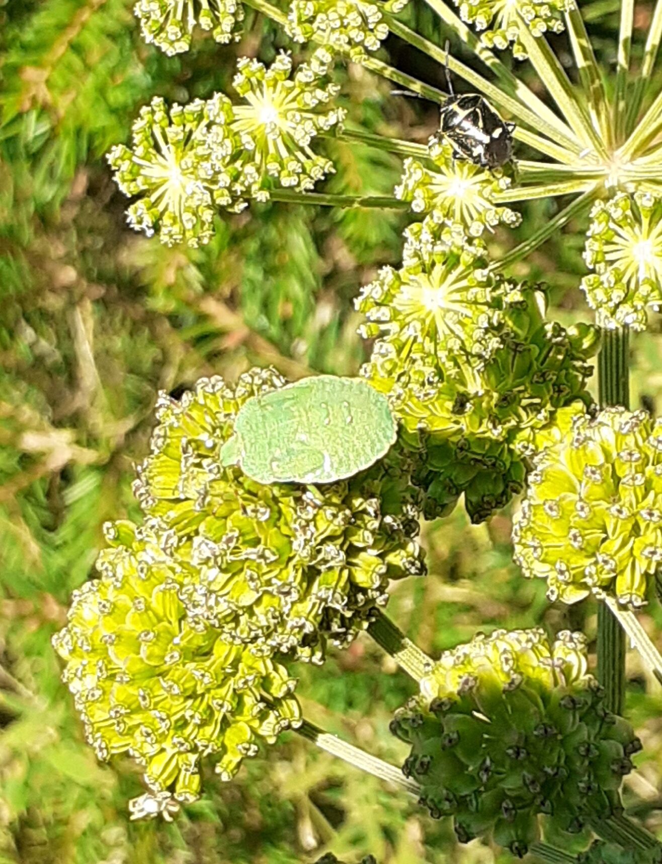 Valokuvaaja: Maarit Pietiläinen