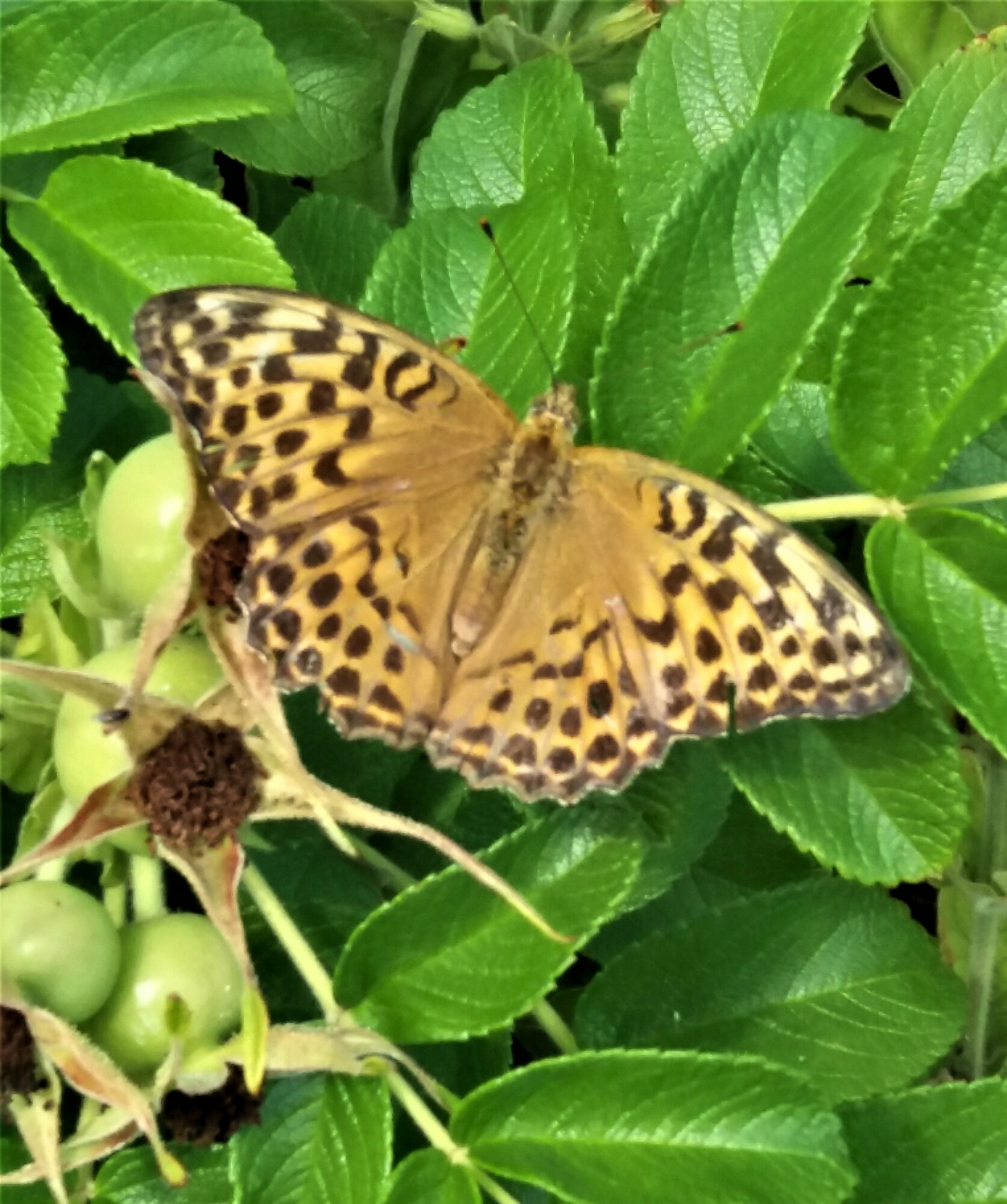 Valokuvaaja: Ann Seppänen