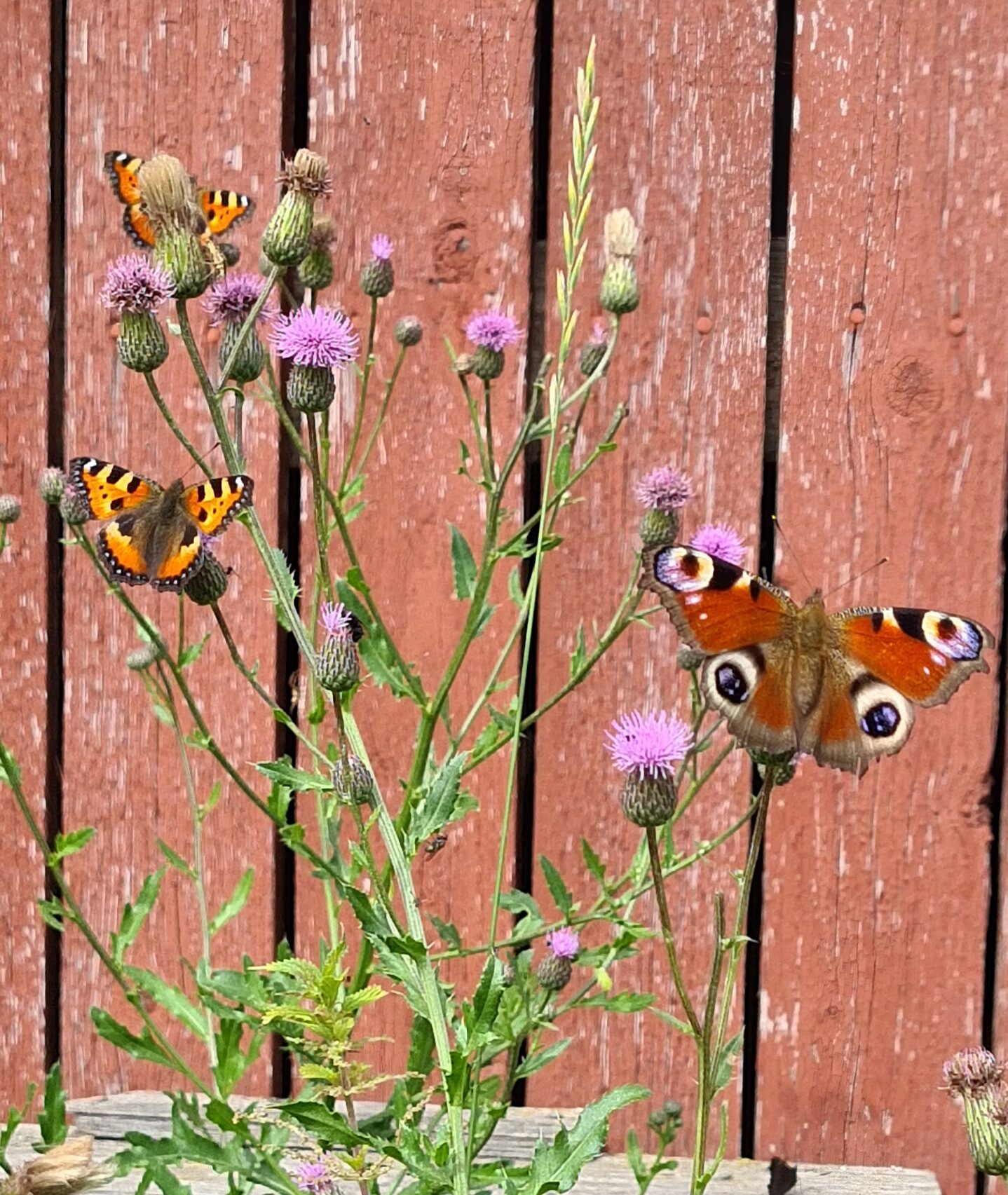 Valokuvaaja: Kaarina Walter