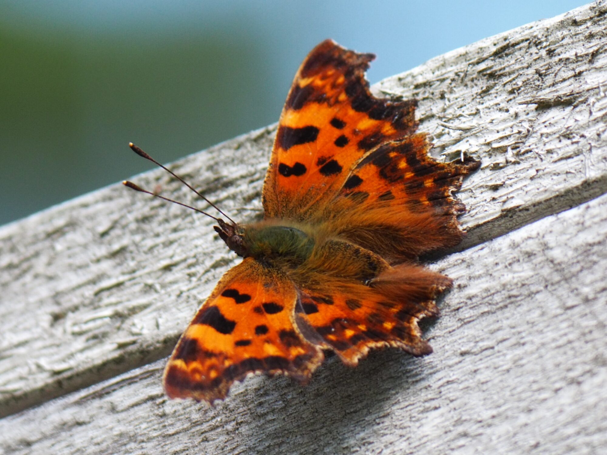 Valokuvaaja: Teppo Savolainen