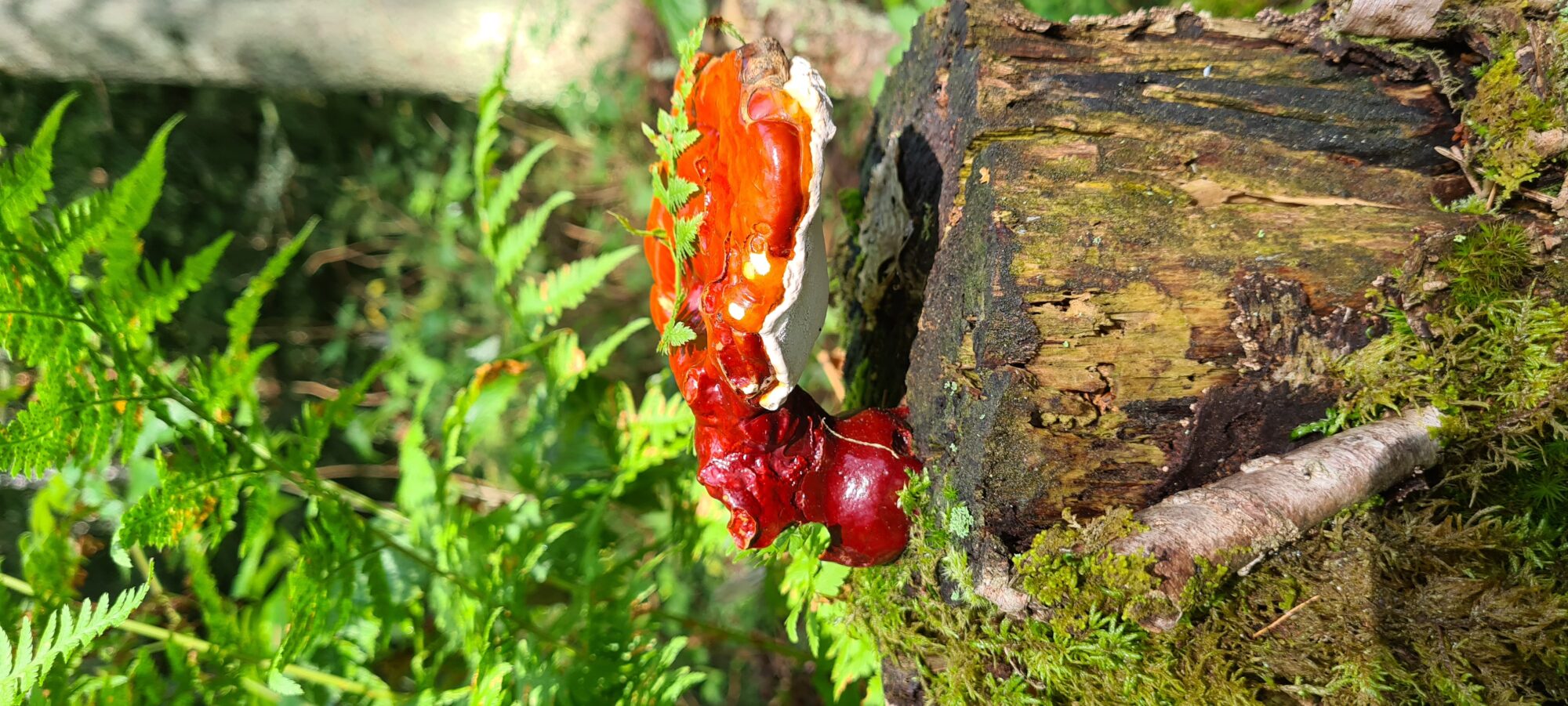 Valokuvaaja: Kaarina Walter