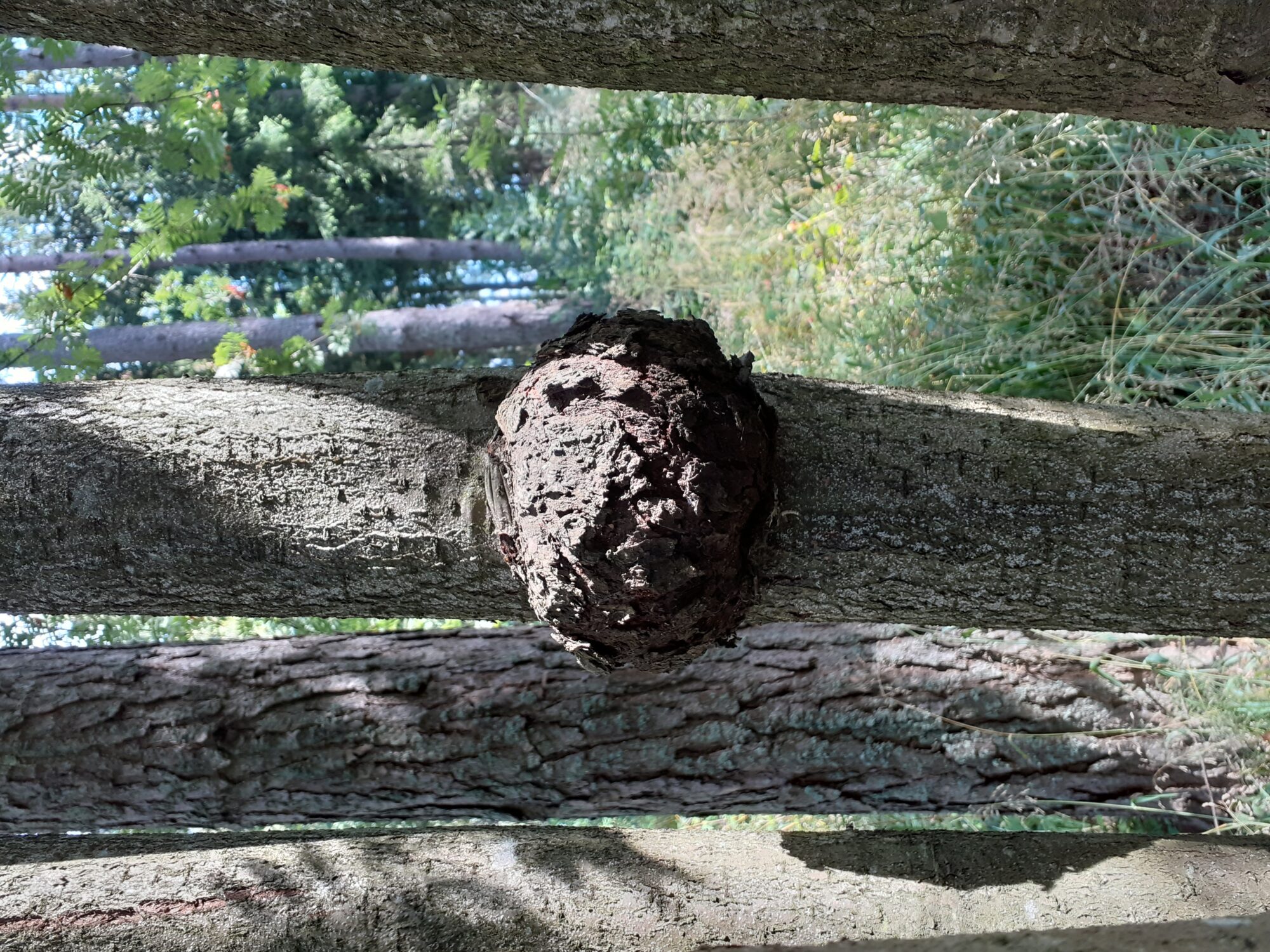 Valokuvaaja: Maarit Pietiläinen