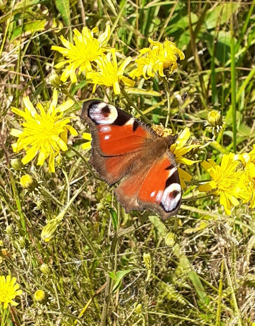 Valokuvaaja: Maarit Pietiläinen
