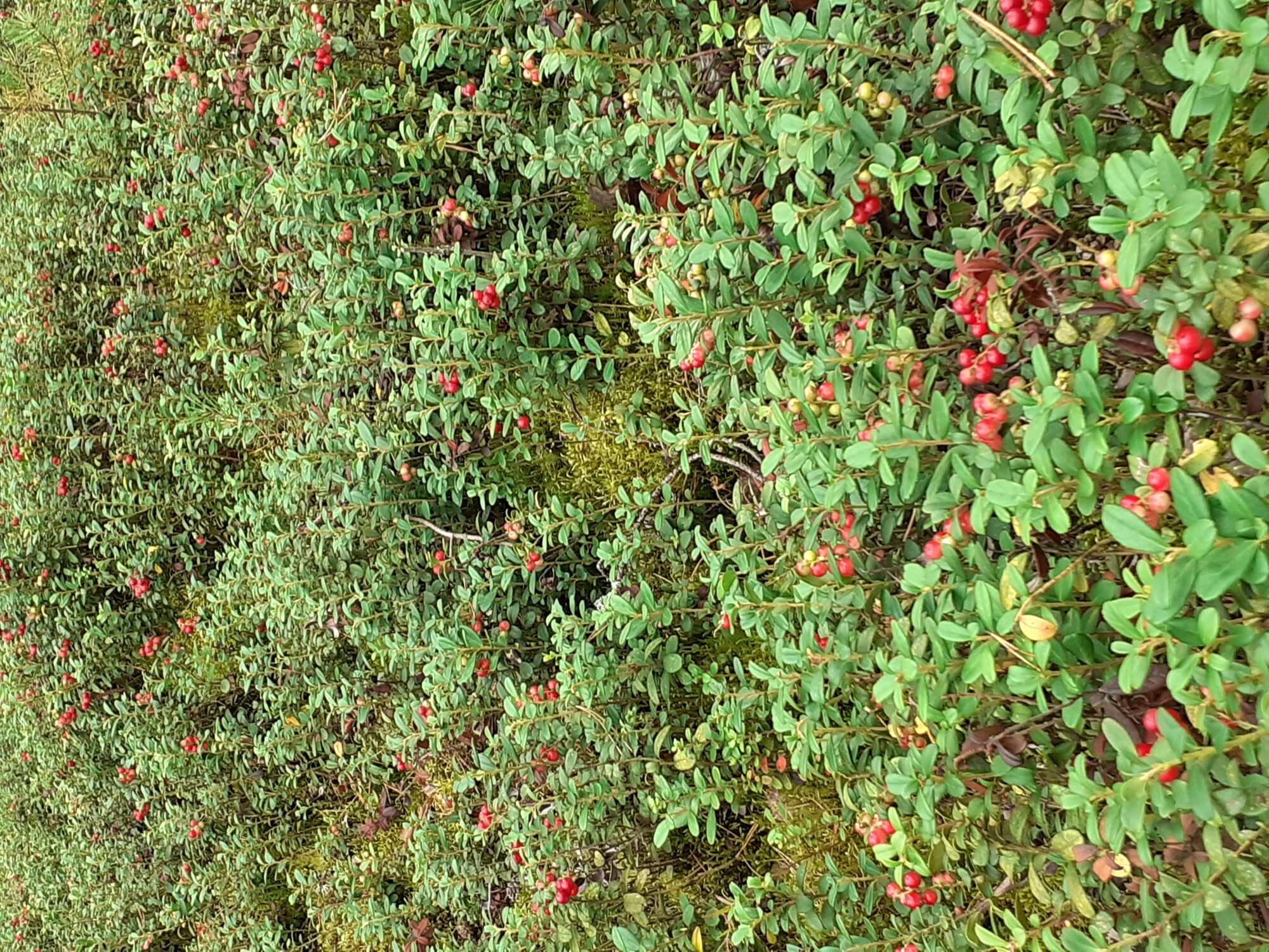 Valokuvaaja: Maarit Pietiläinen