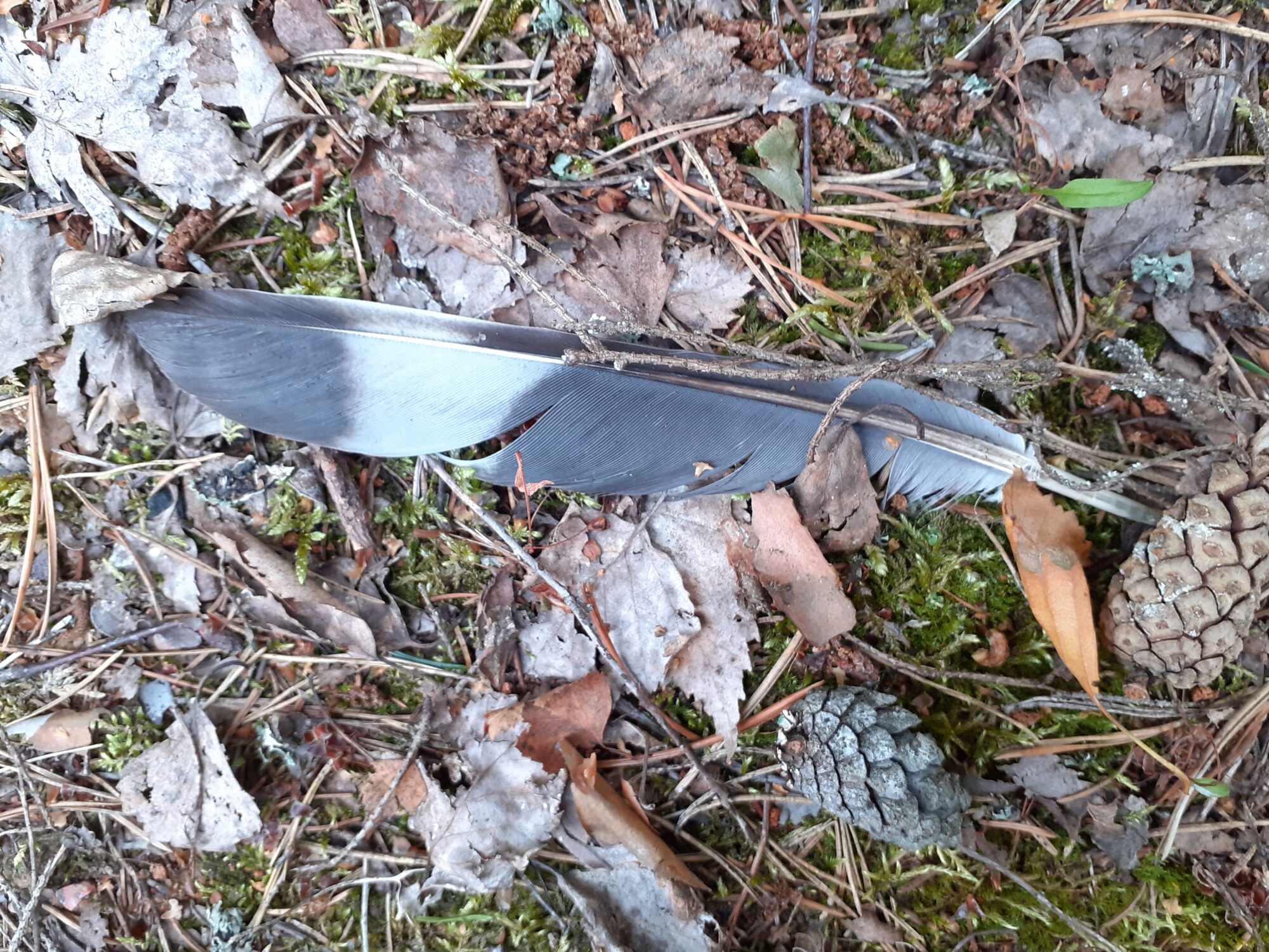 Valokuvaaja: Maarit Pietiläinen