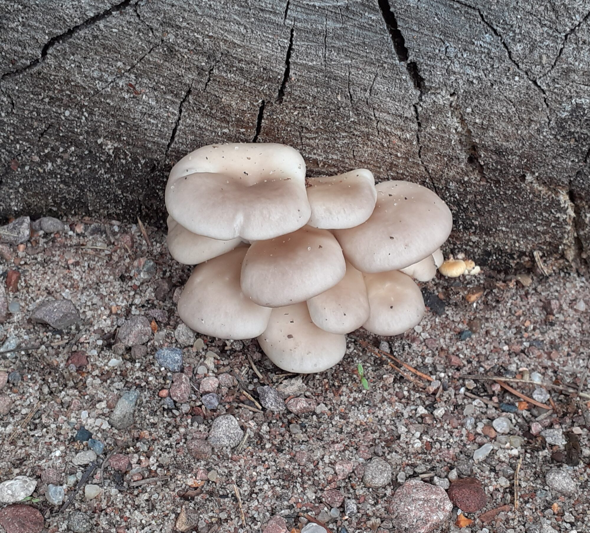 Valokuvaaja: Maarit Pietiläinen