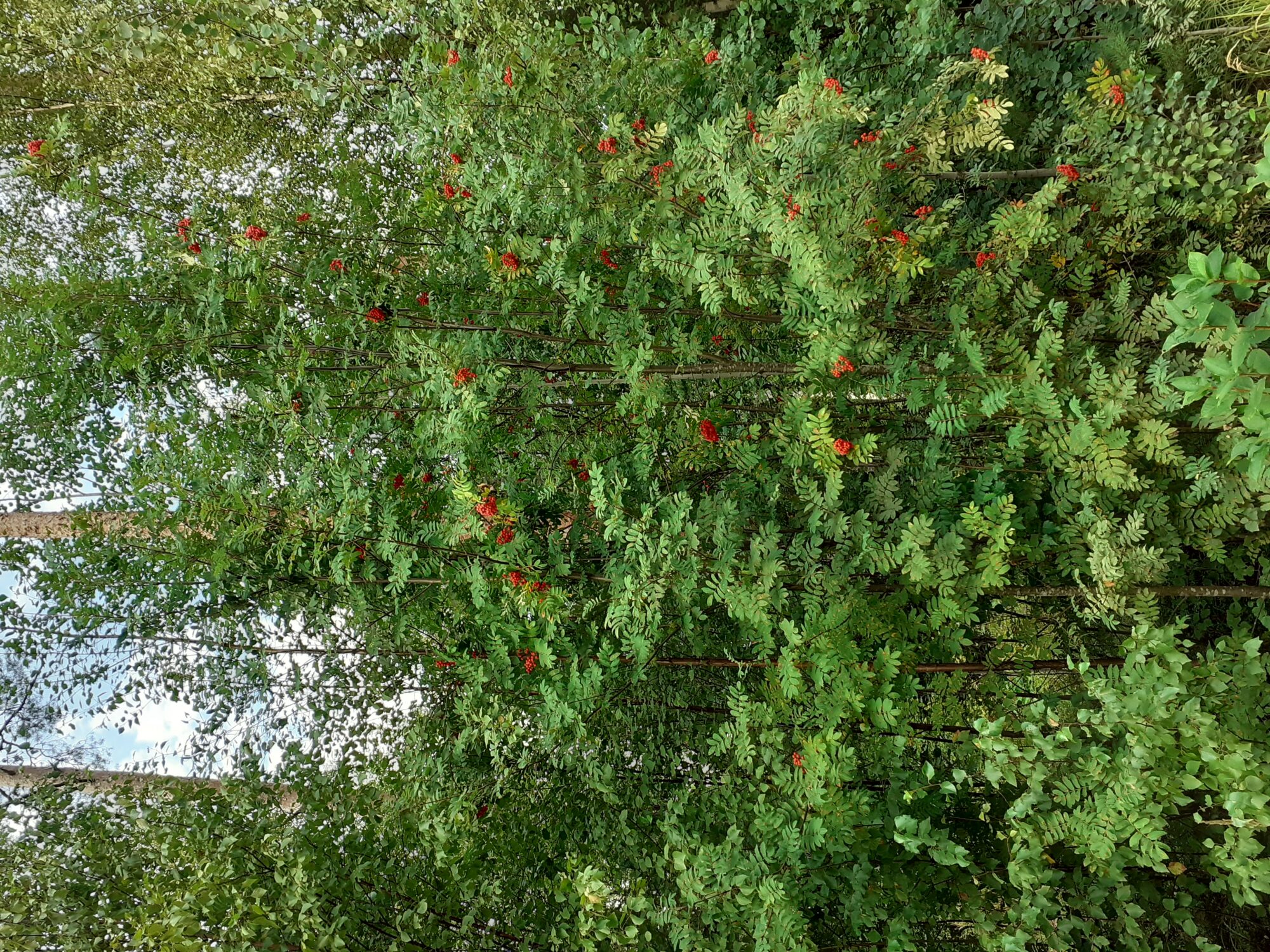 Valokuvaaja: Maarit Pietiläinen