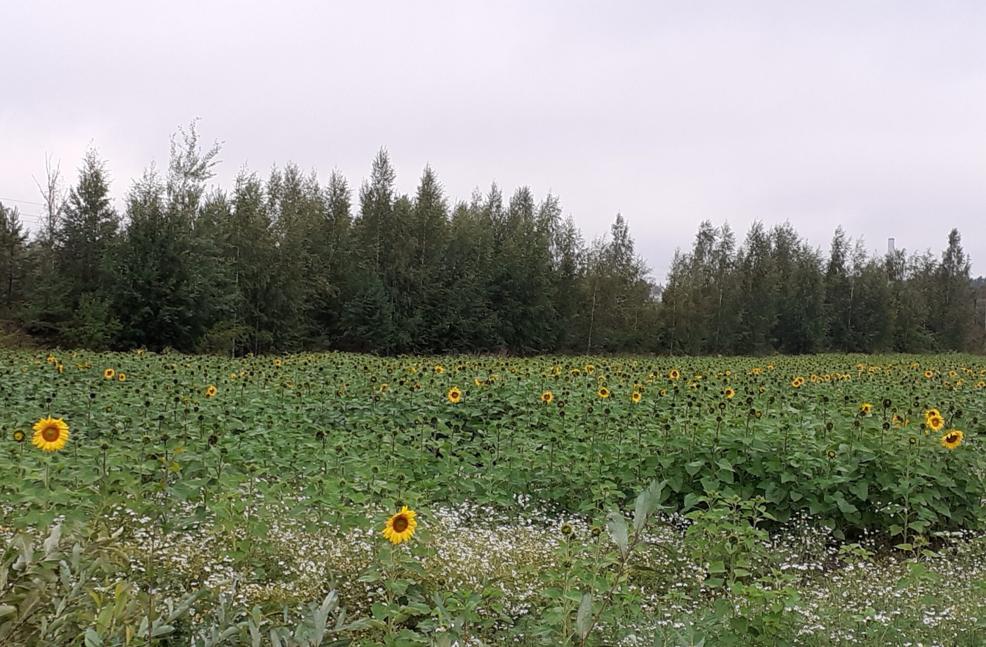 Valokuvaaja: Maarit Pietiläinen