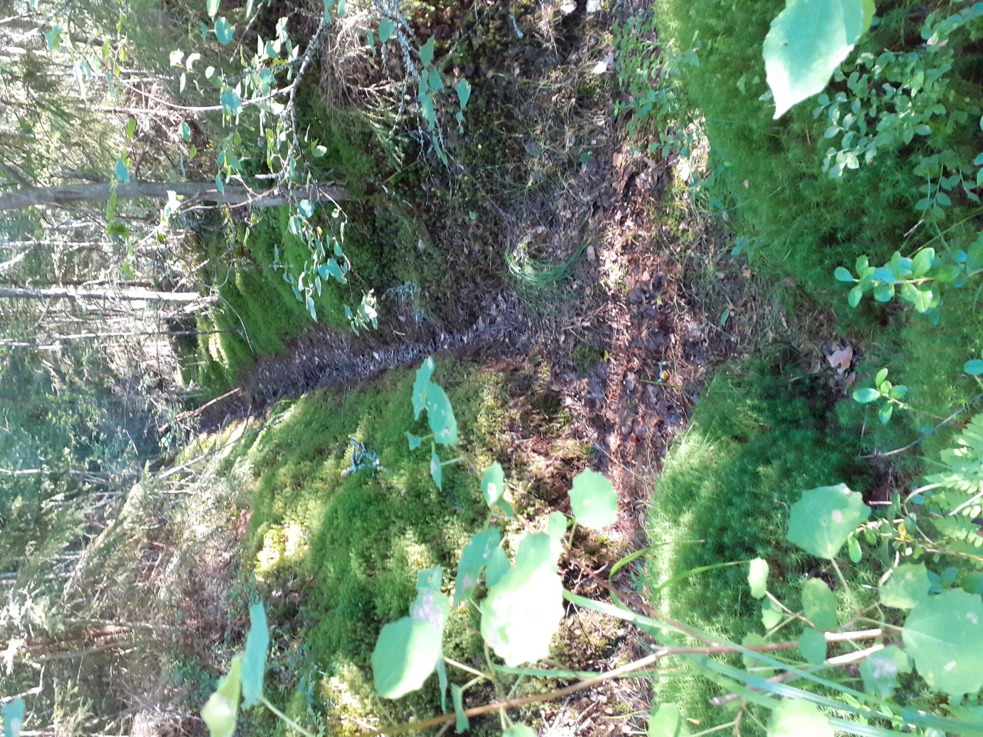 Valokuvaaja: Maarit Pietiläinen