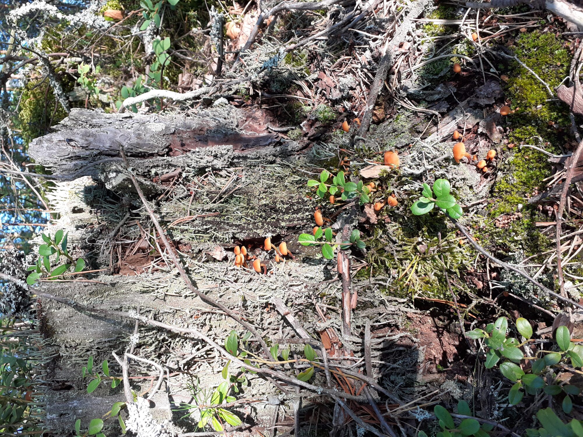 Valokuvaaja: Maarit Pietiläinen