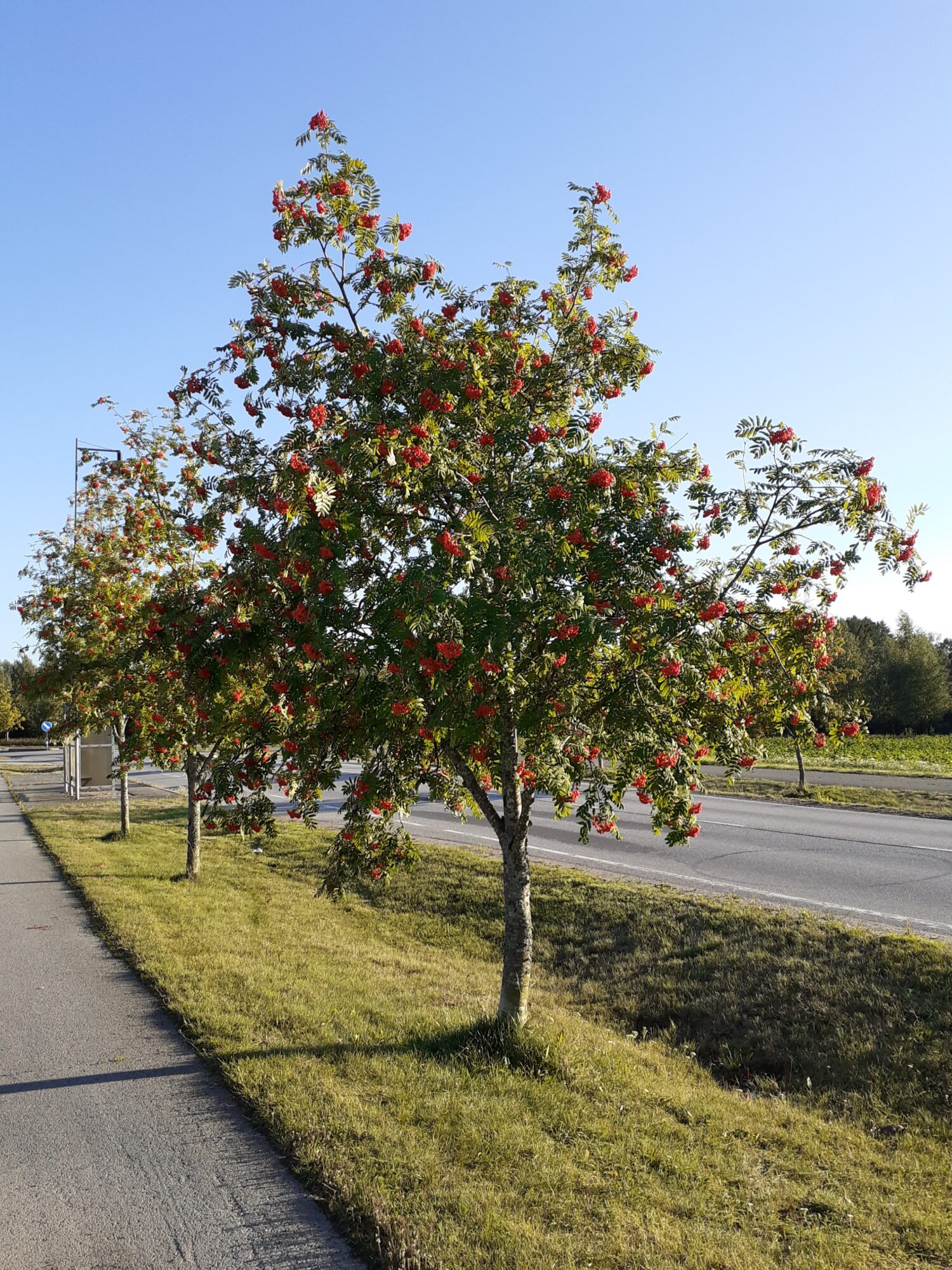 Valokuvaaja: Maarit Pietiläinen