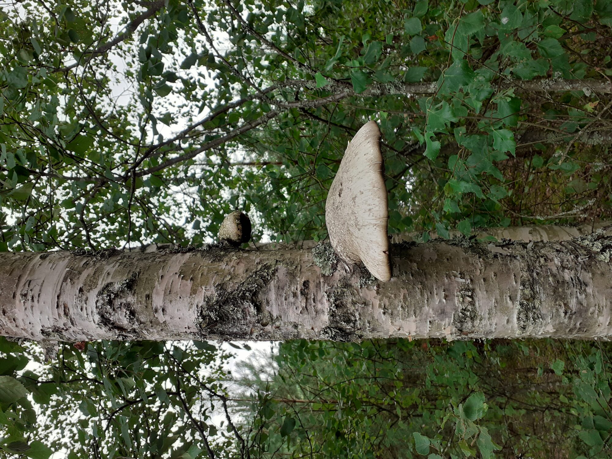 Valokuvaaja: Maarit Pietiläinen