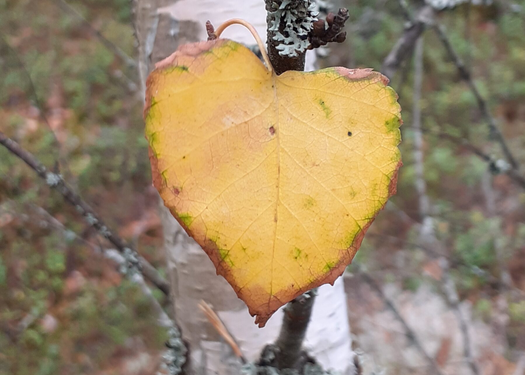 Valokuvaaja: Maarit Pietiläinen