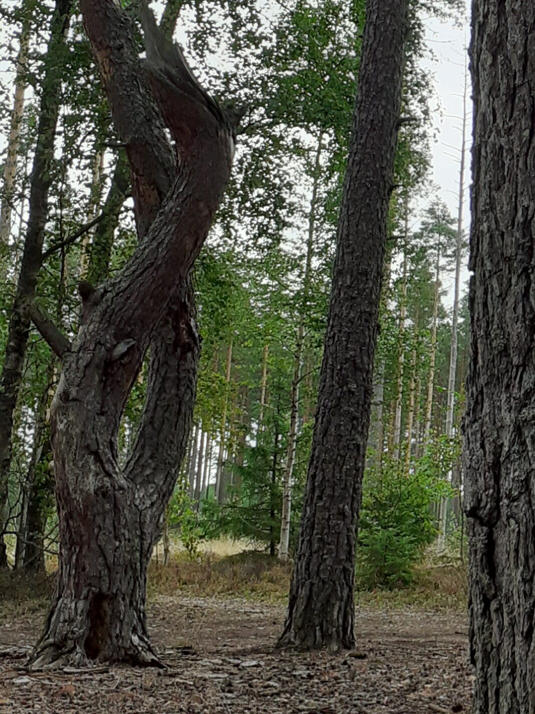 Valokuvaaja: Maarit Pietiläinen