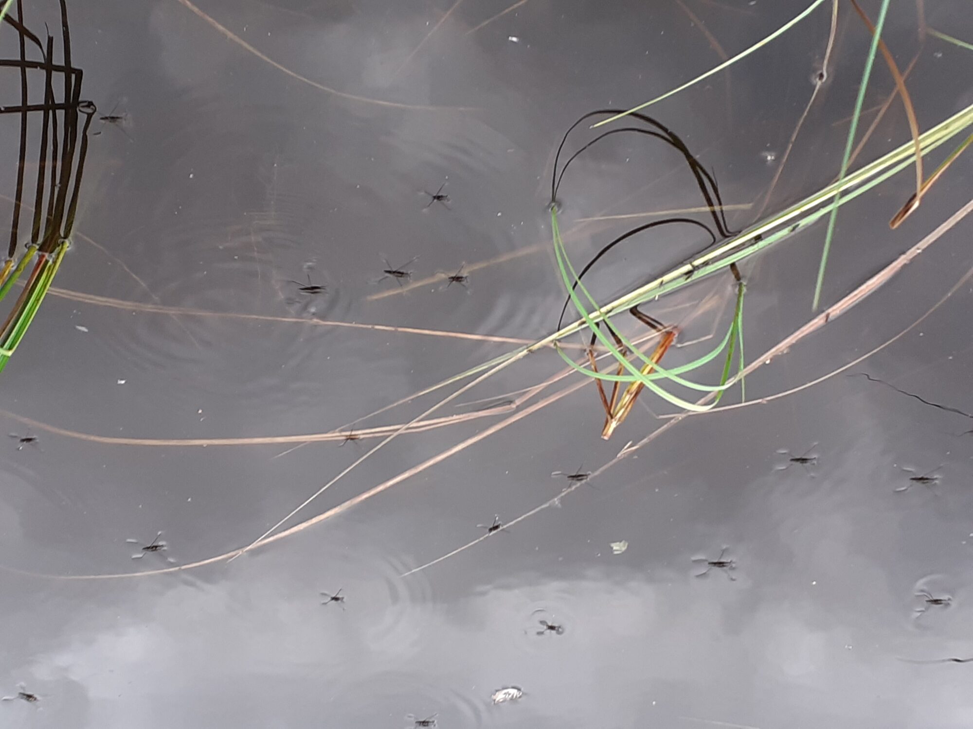 Valokuvaaja: Maarit Pietiläinen