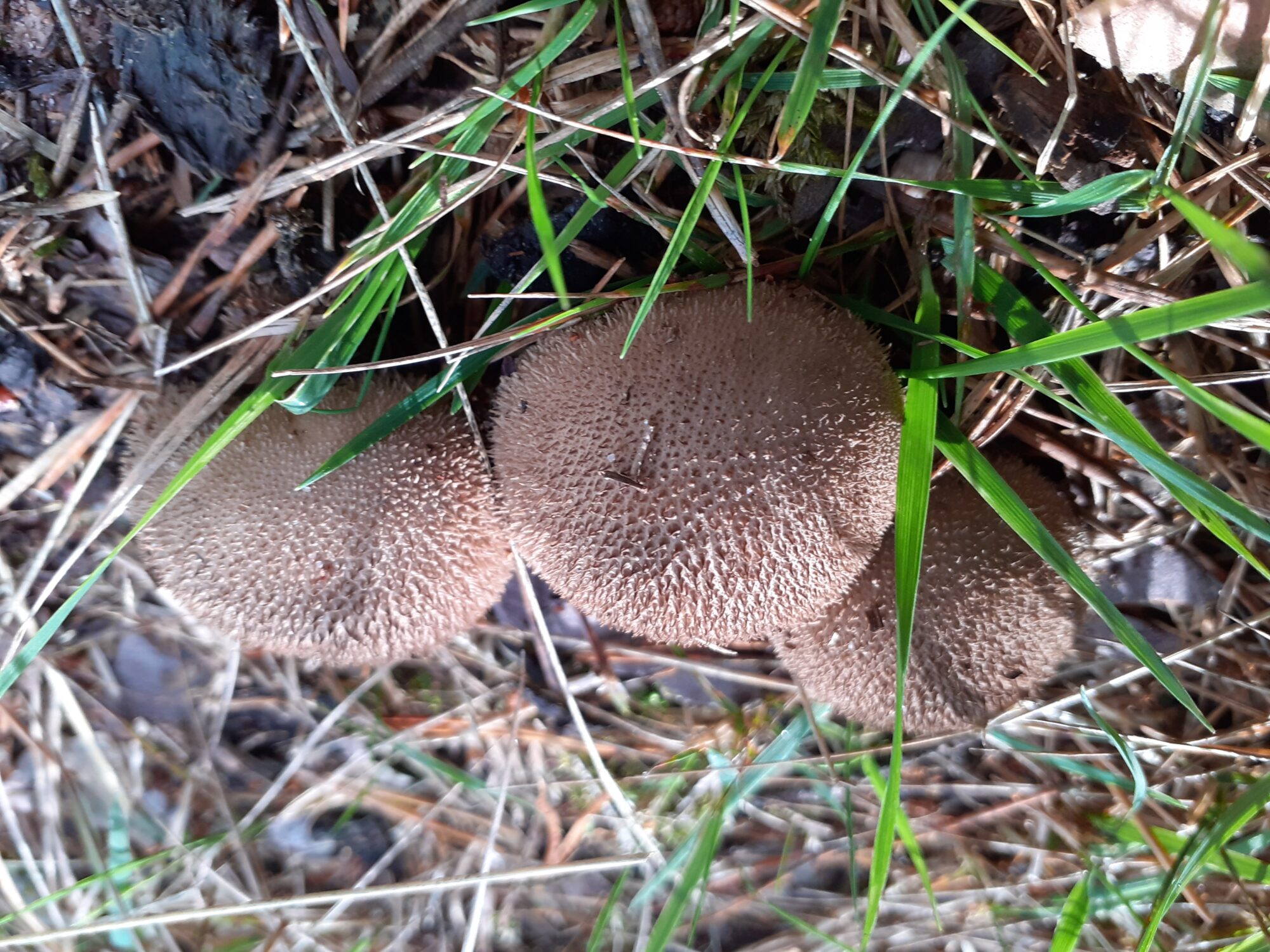 Valokuvaaja: Maarit Pietiläinen