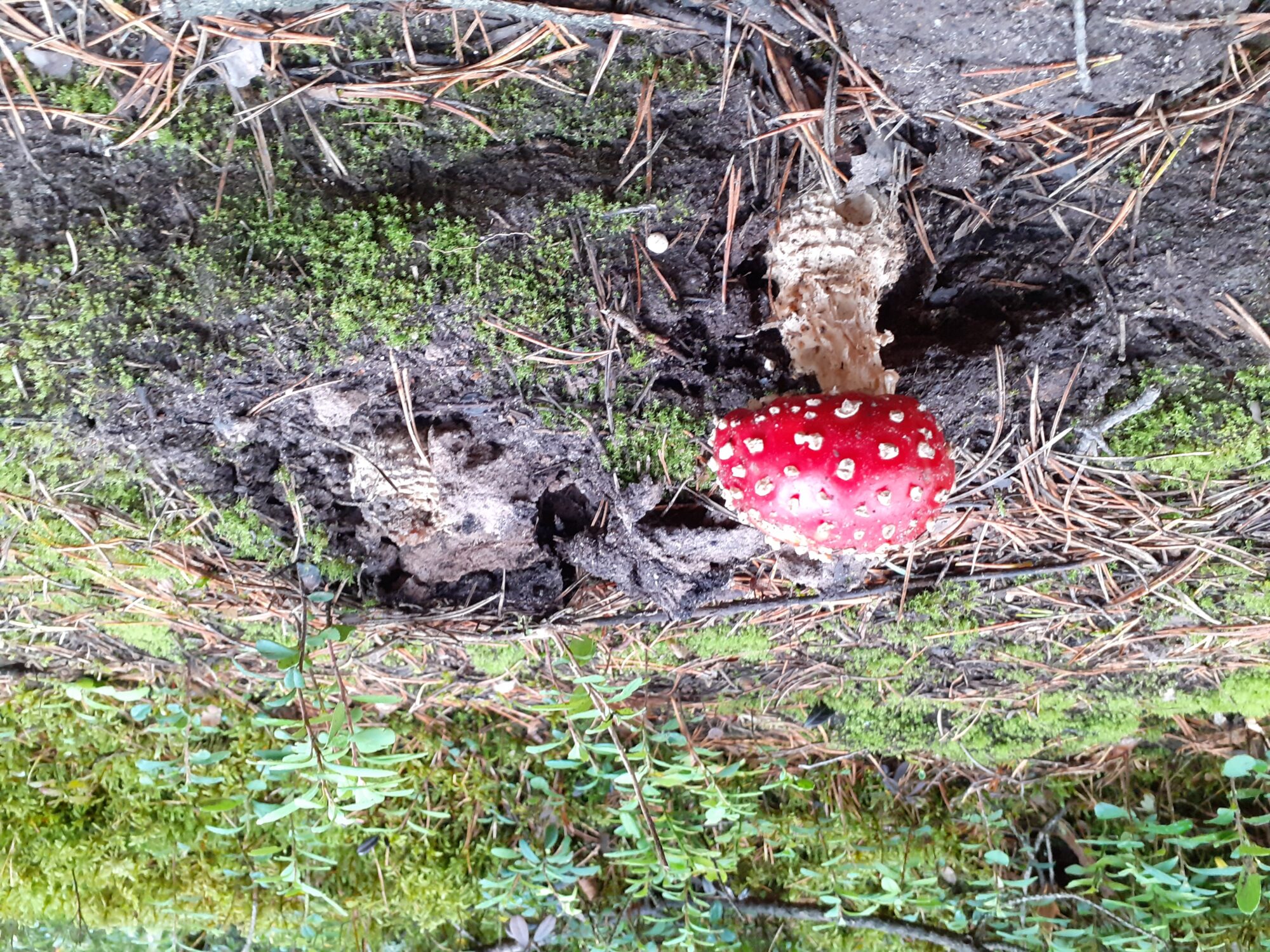 Valokuvaaja: Maarit Pietiläinen