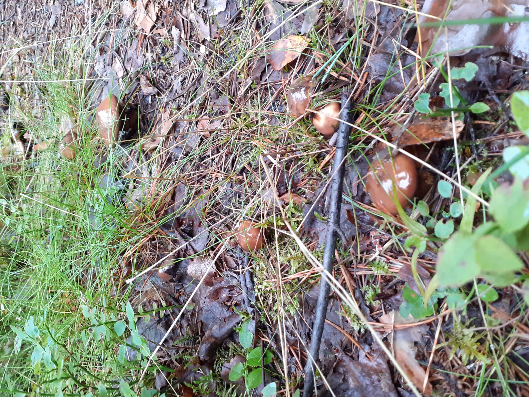 Valokuvaaja: Maarit Pietiläinen