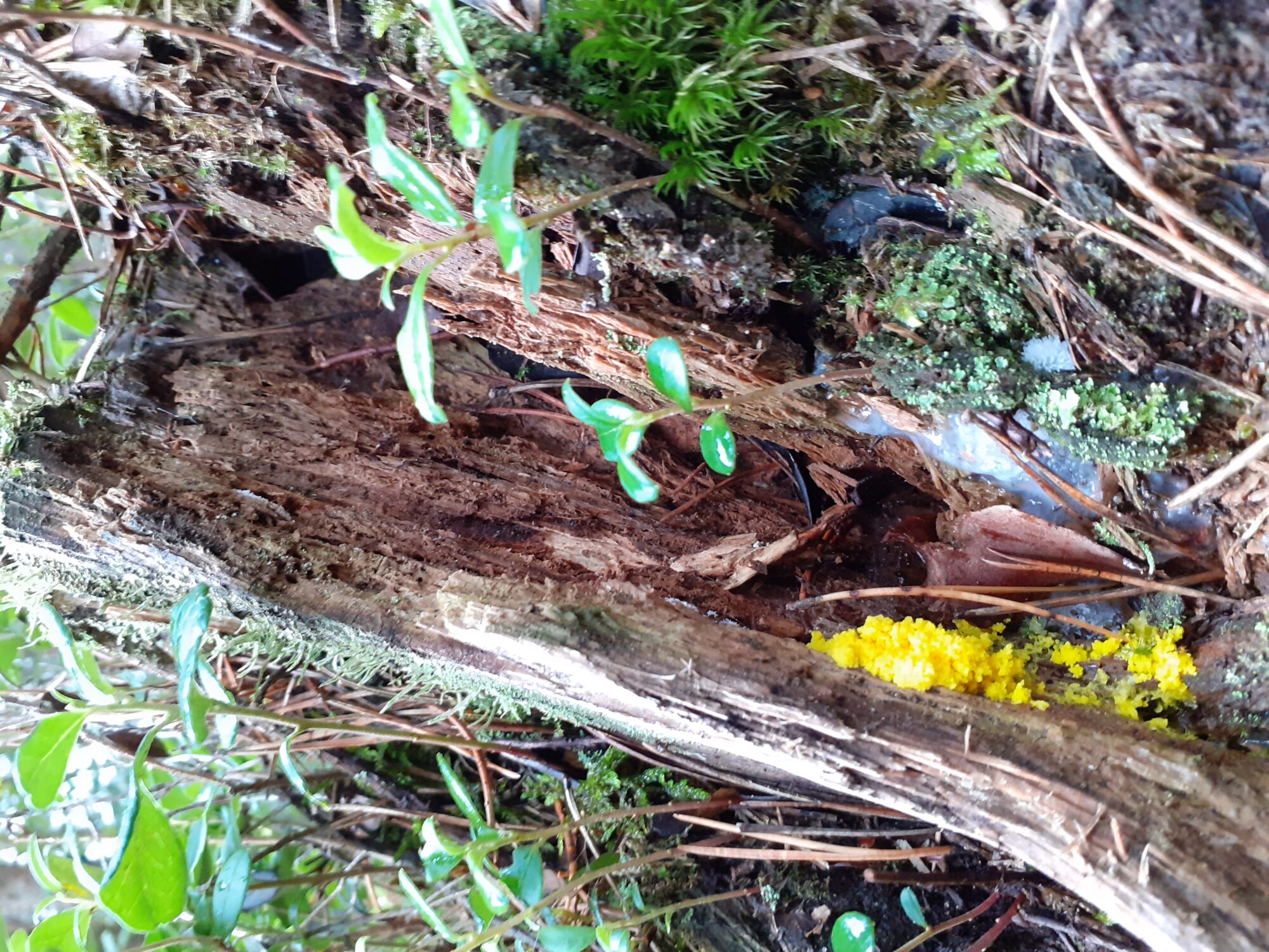 Valokuvaaja: Maarit Pietiläinen Valokuvaaja: Maarit Pietiläinen