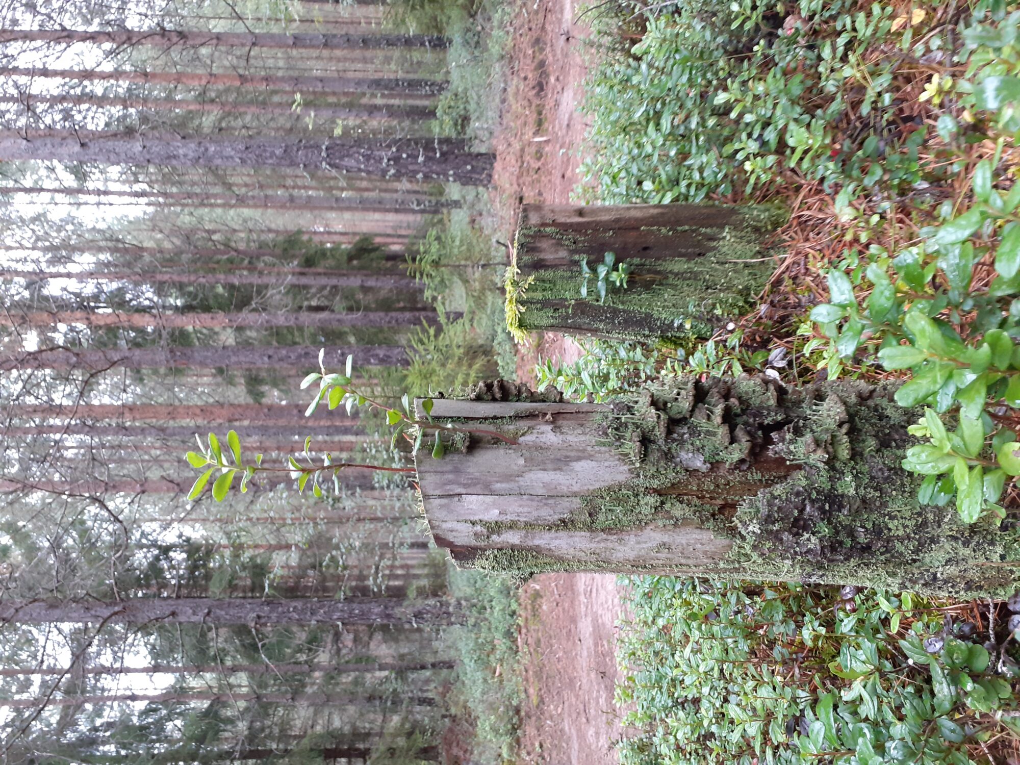 Valokuvaaja: Maarit Pietiläinen