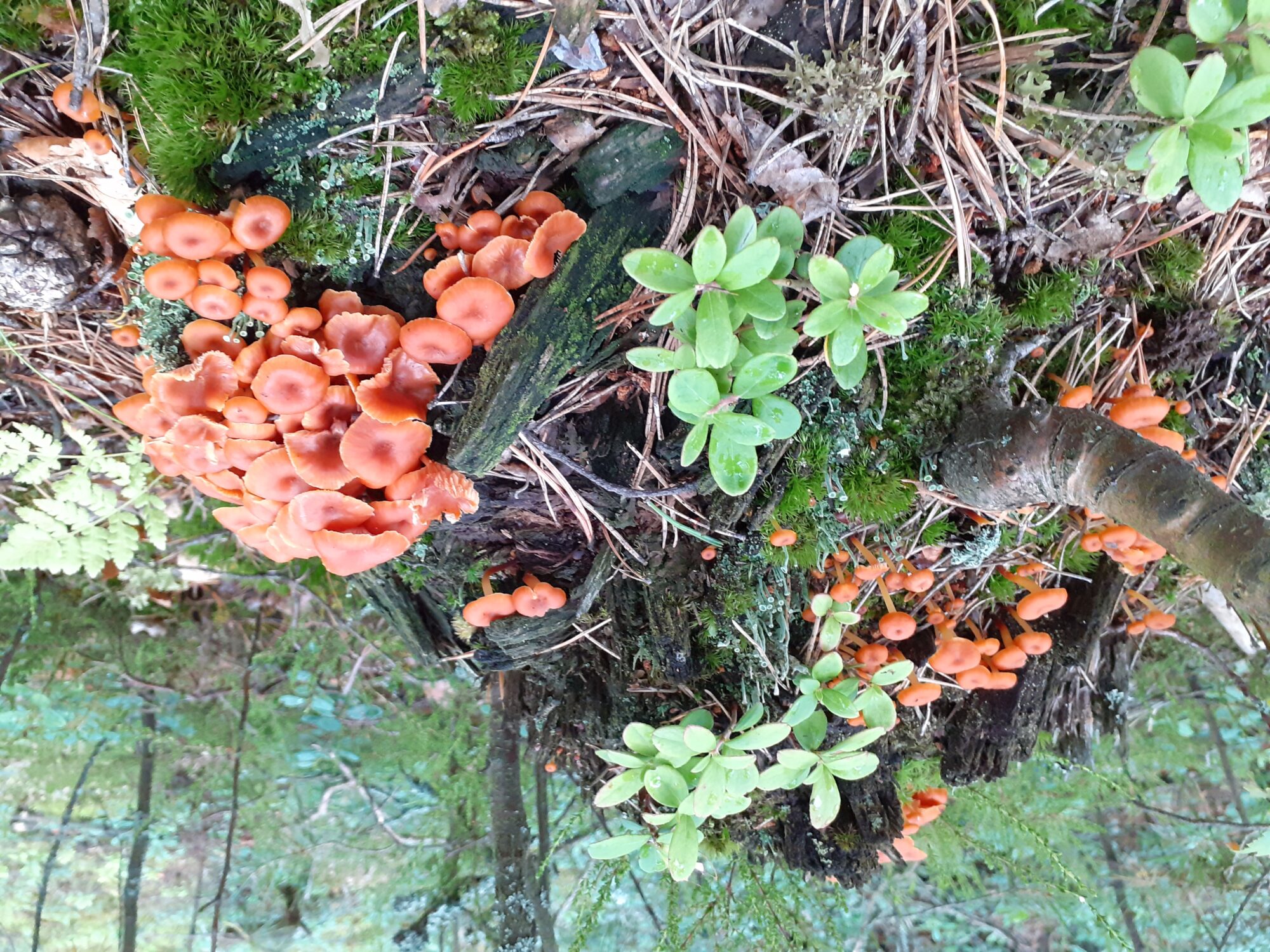 Valokuvaaja: Maarit Pietiläinen Valokuvaaja: Maarit Pietiläinen