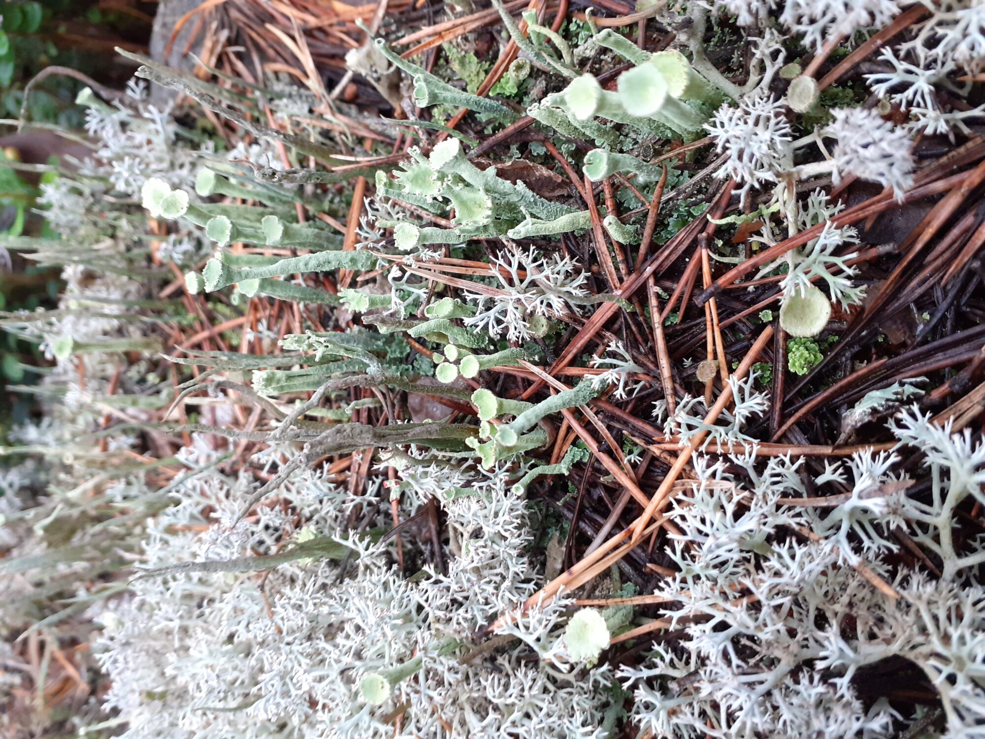 Valokuvaaja: Maarit Pietiläinen Valokuvaaja: Maarit Pietiläinen