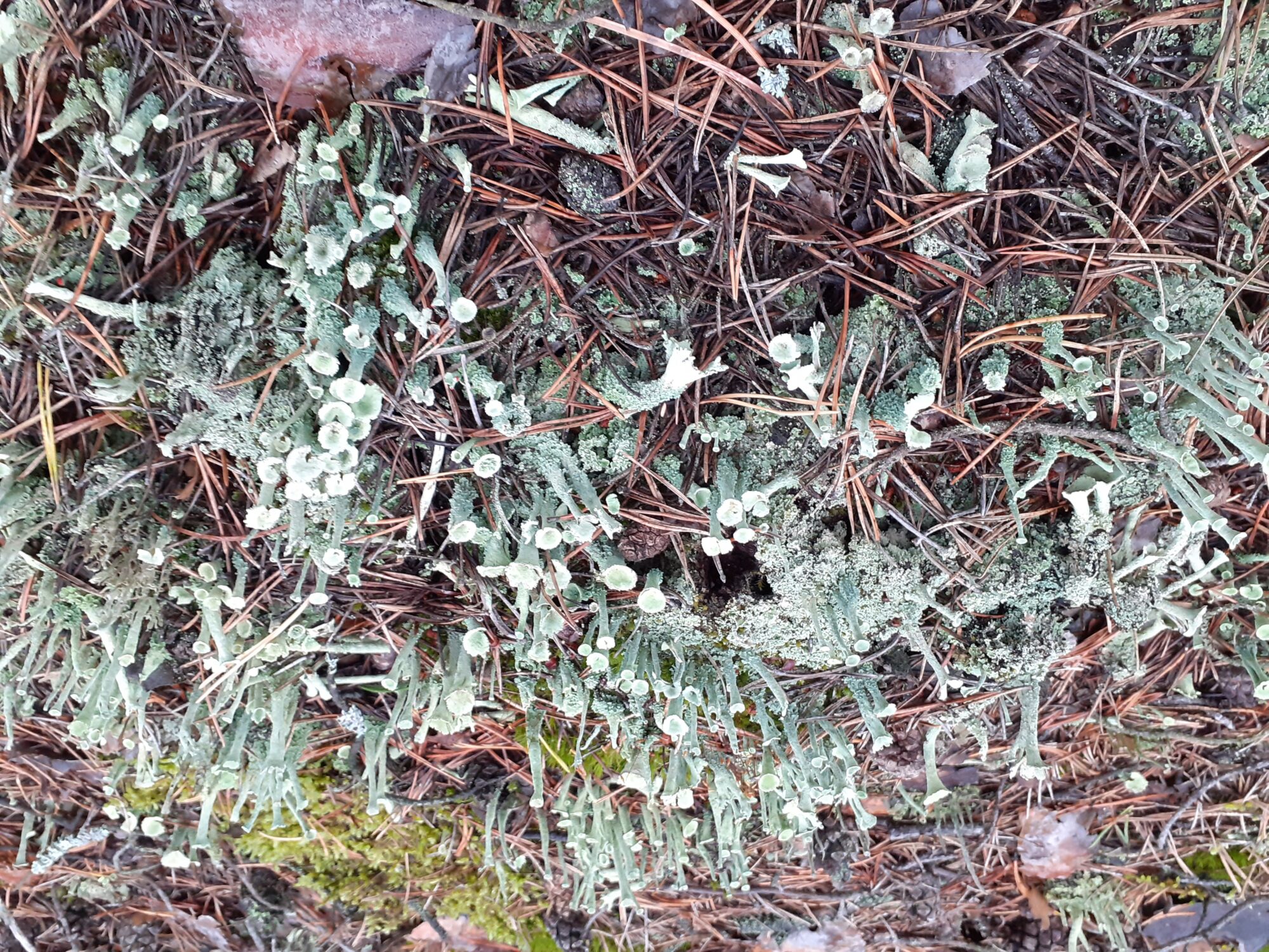 Valokuvaaja: Maarit Pietiläinen Valokuvaaja: Maarit Pietiläinen