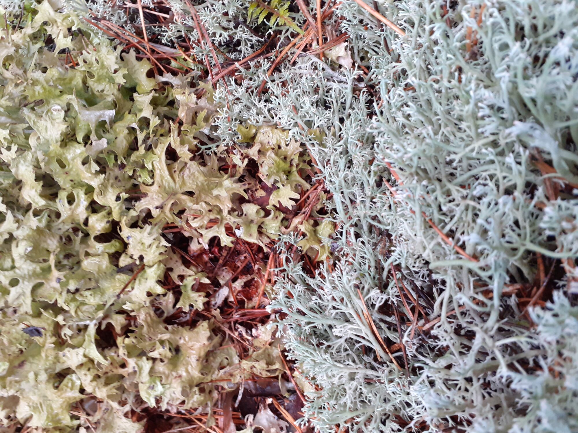 Valokuvaaja: Maarit Pietiläinen Valokuvaaja: Maarit Pietiläinen