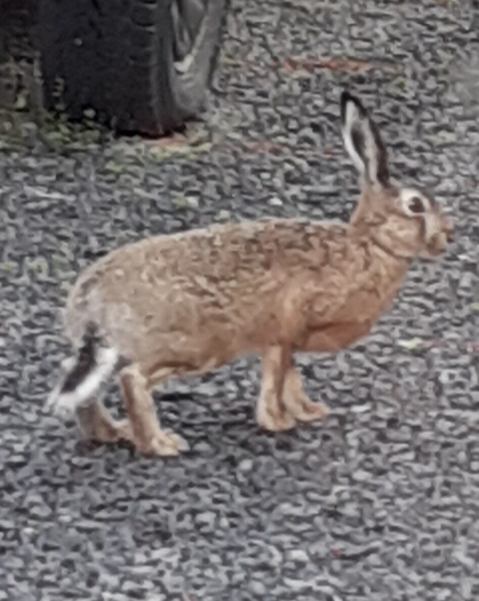 Valokuvaaja: Maarit Pietiläinen