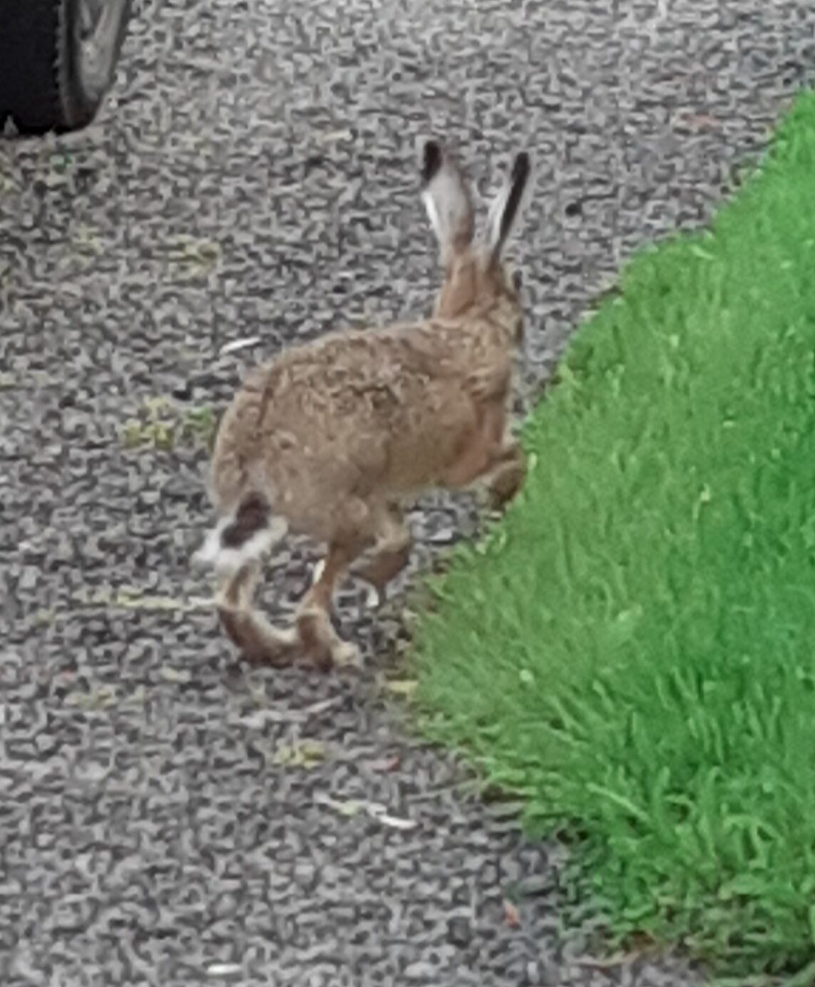 Valokuvaaja: Maarit Pietiläinen
