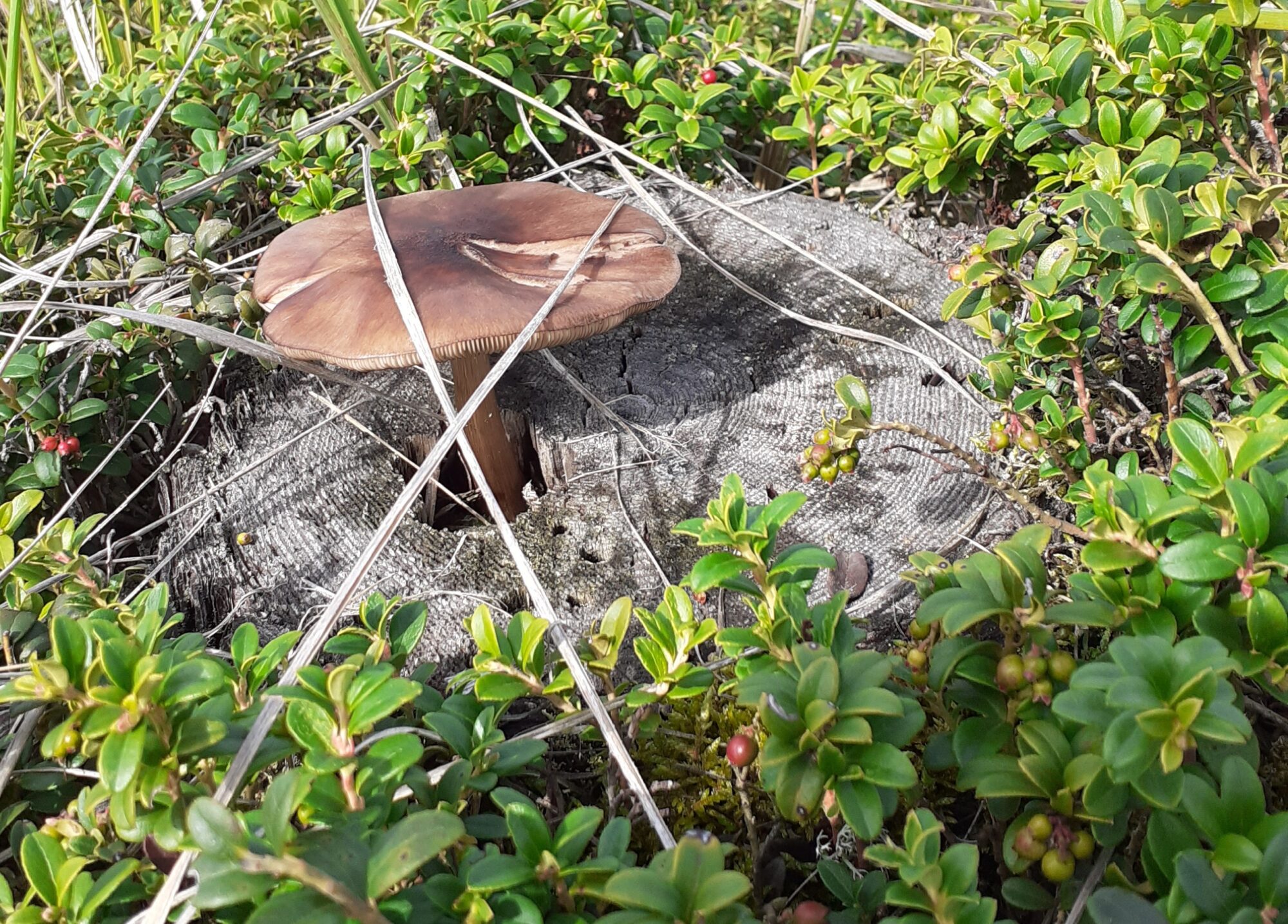 Valokuvaaja: Maarit Pietiläinen