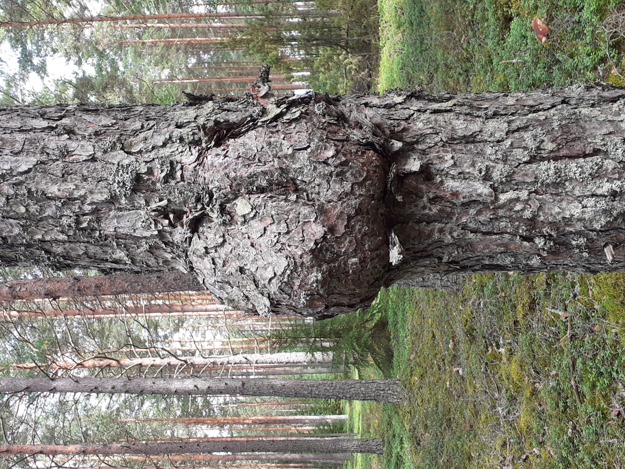 Valokuvaaja: Maarit Pietiläinen