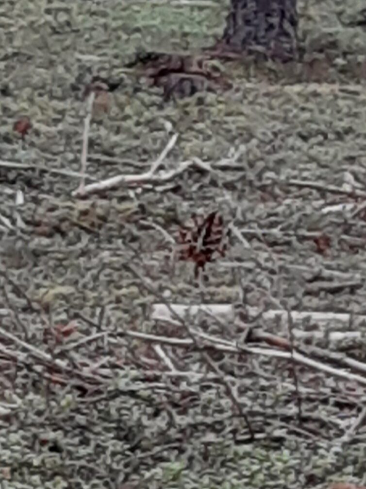 Valokuvaaja: Maarit Pietiläinen