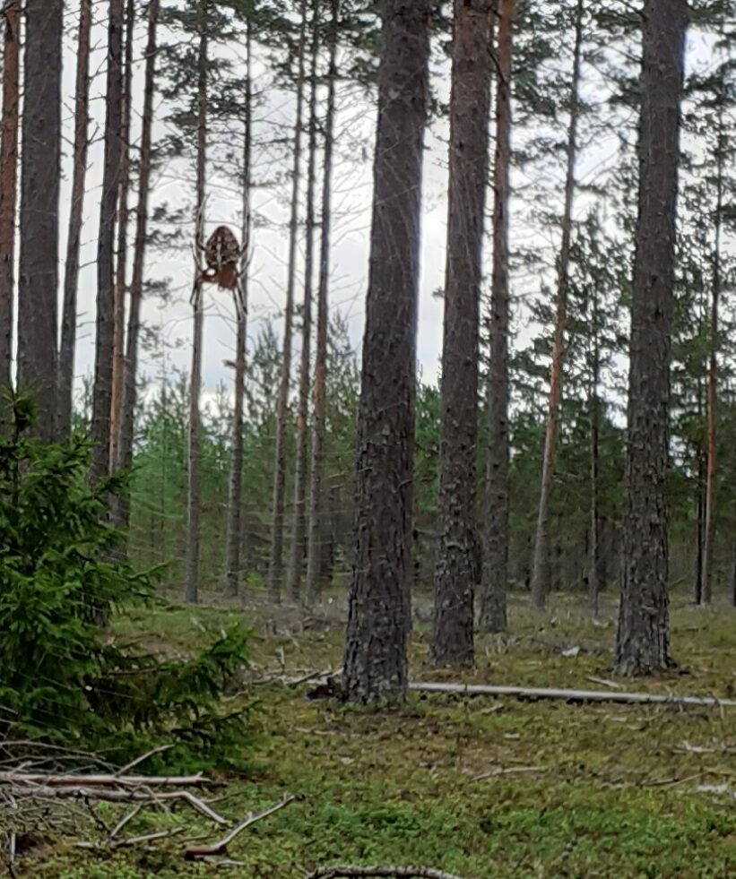 Valokuvaaja: Maarit Pietiläinen