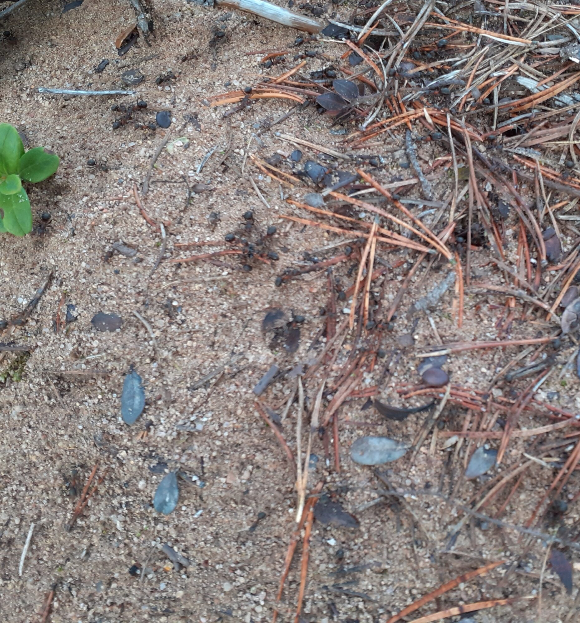 Valokuvaaja: Maarit Pietiläinen