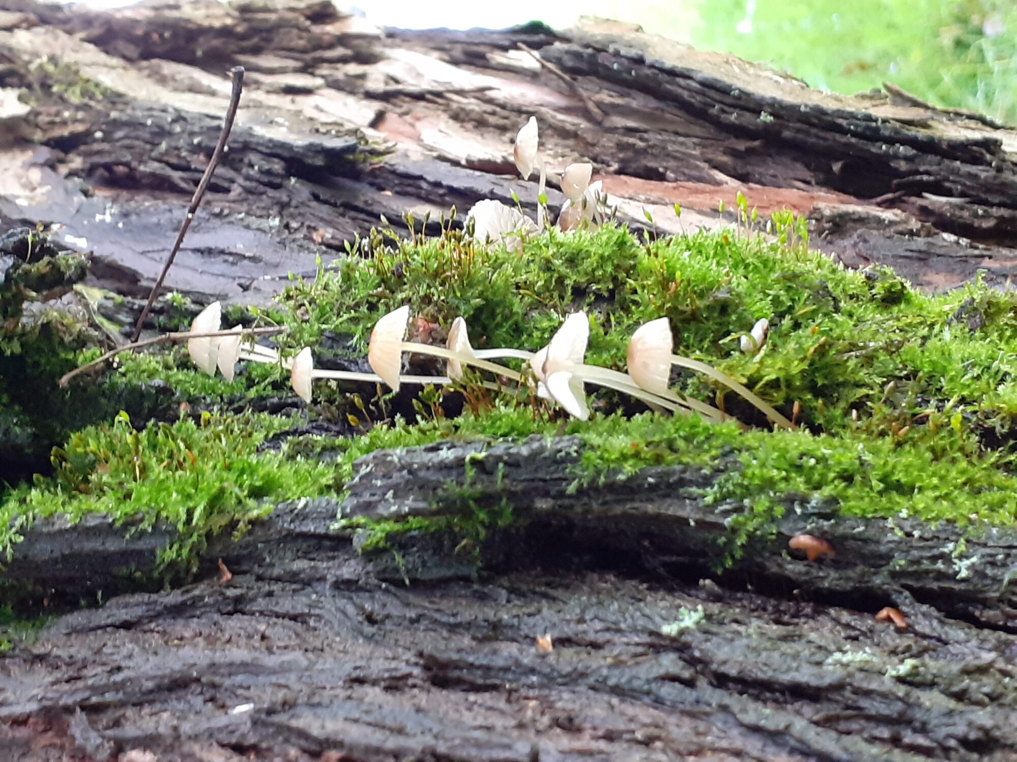 Valokuvaaja: Maarit Pietiläinen