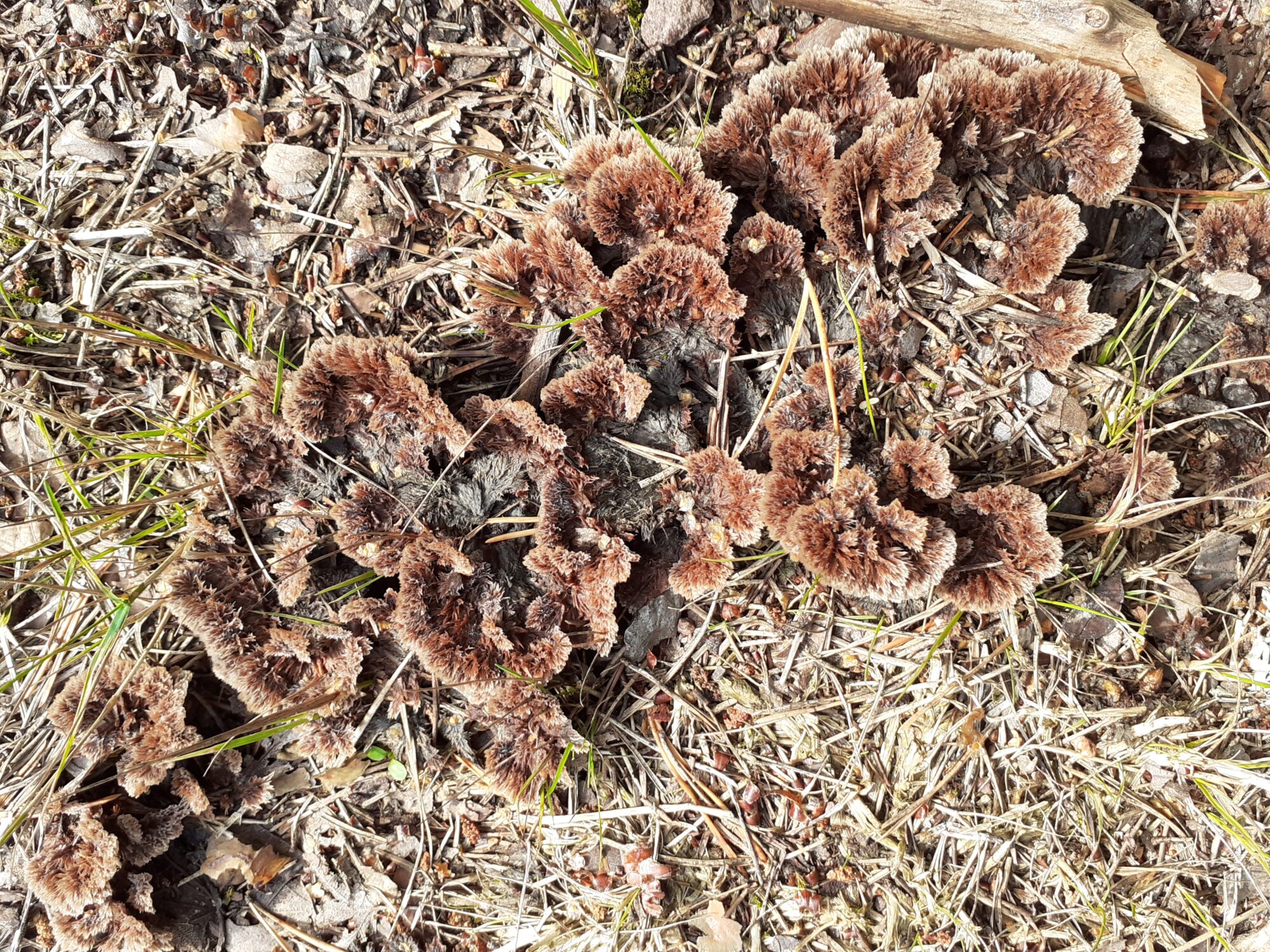 Valokuvaaja: Maarit Pietiläinen