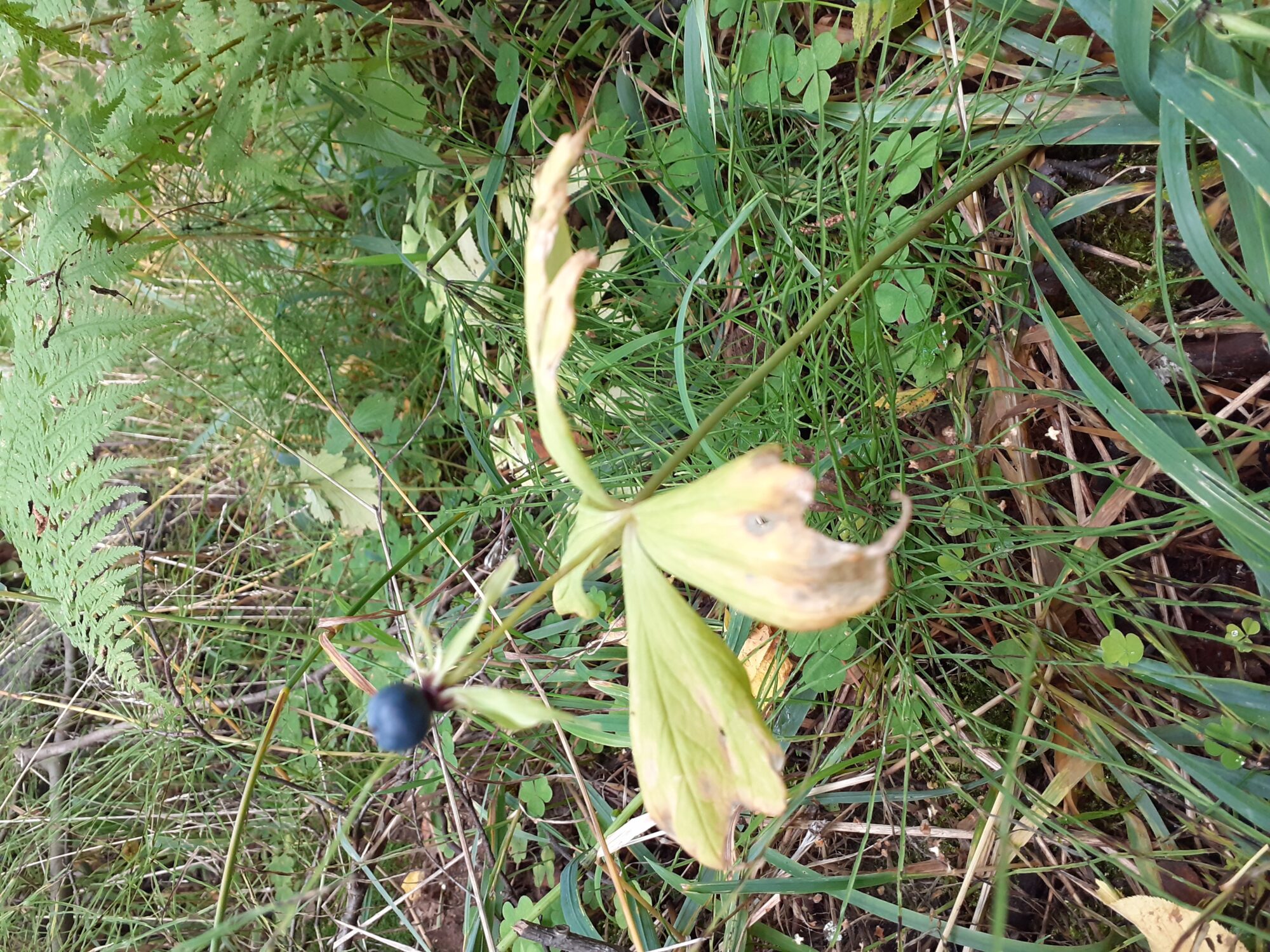 Valokuvaaja: Maarit Pietiläinen