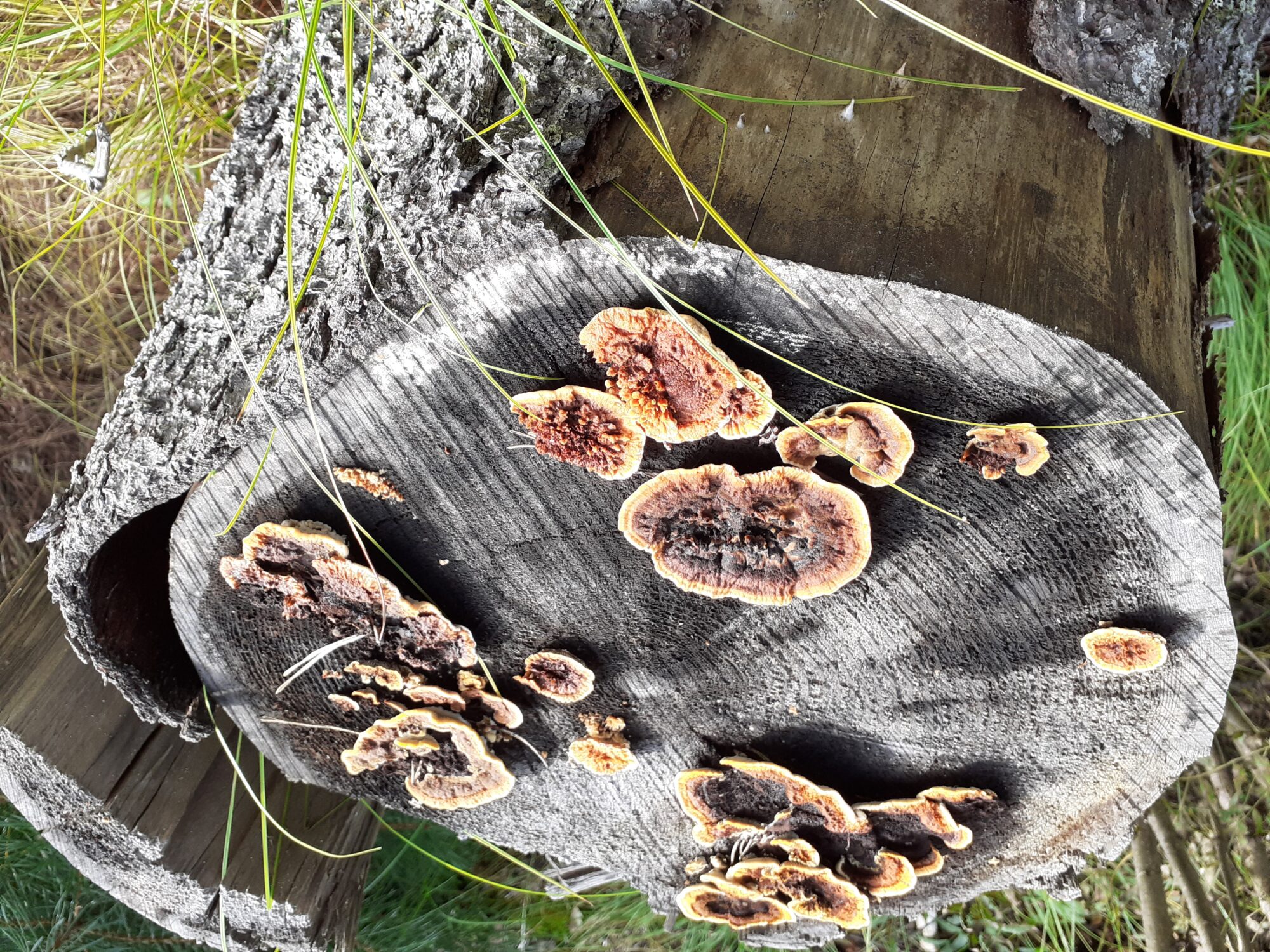 Valokuvaaja: Maarit Pietiläinen