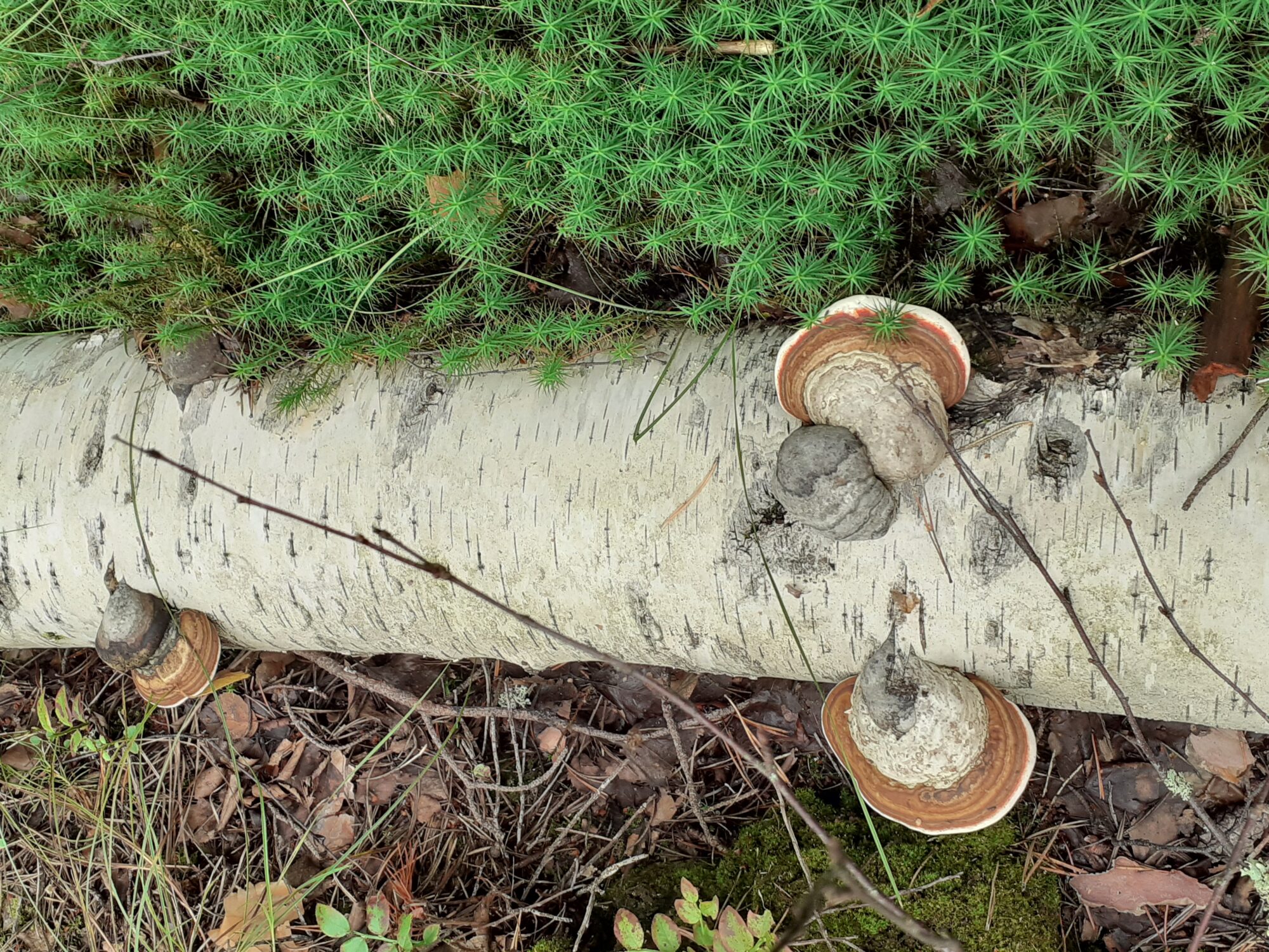 Valokuvaaja: Maarit Pietiläinen