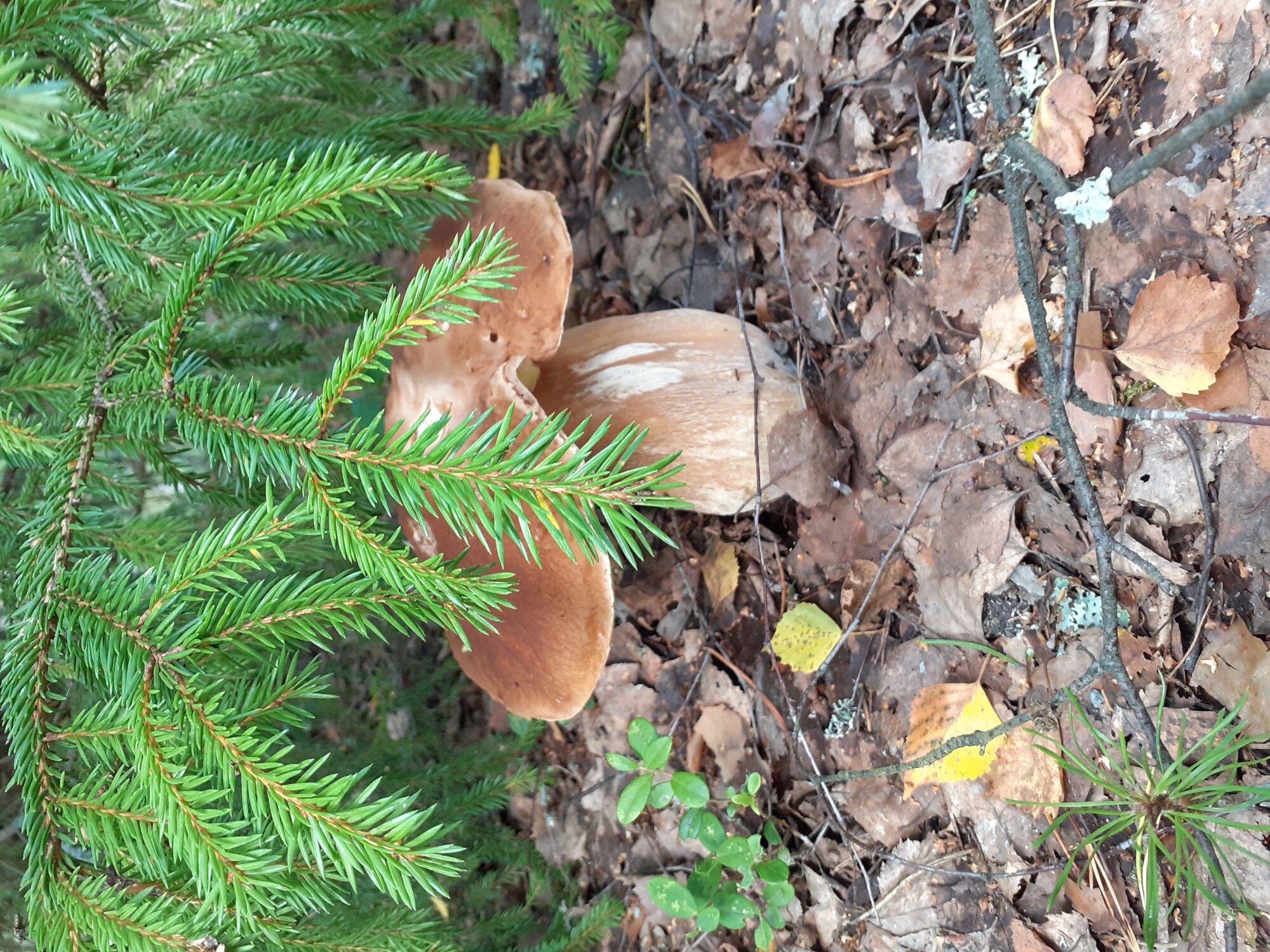 Valokuvaaja: Maarit Pietiläinen