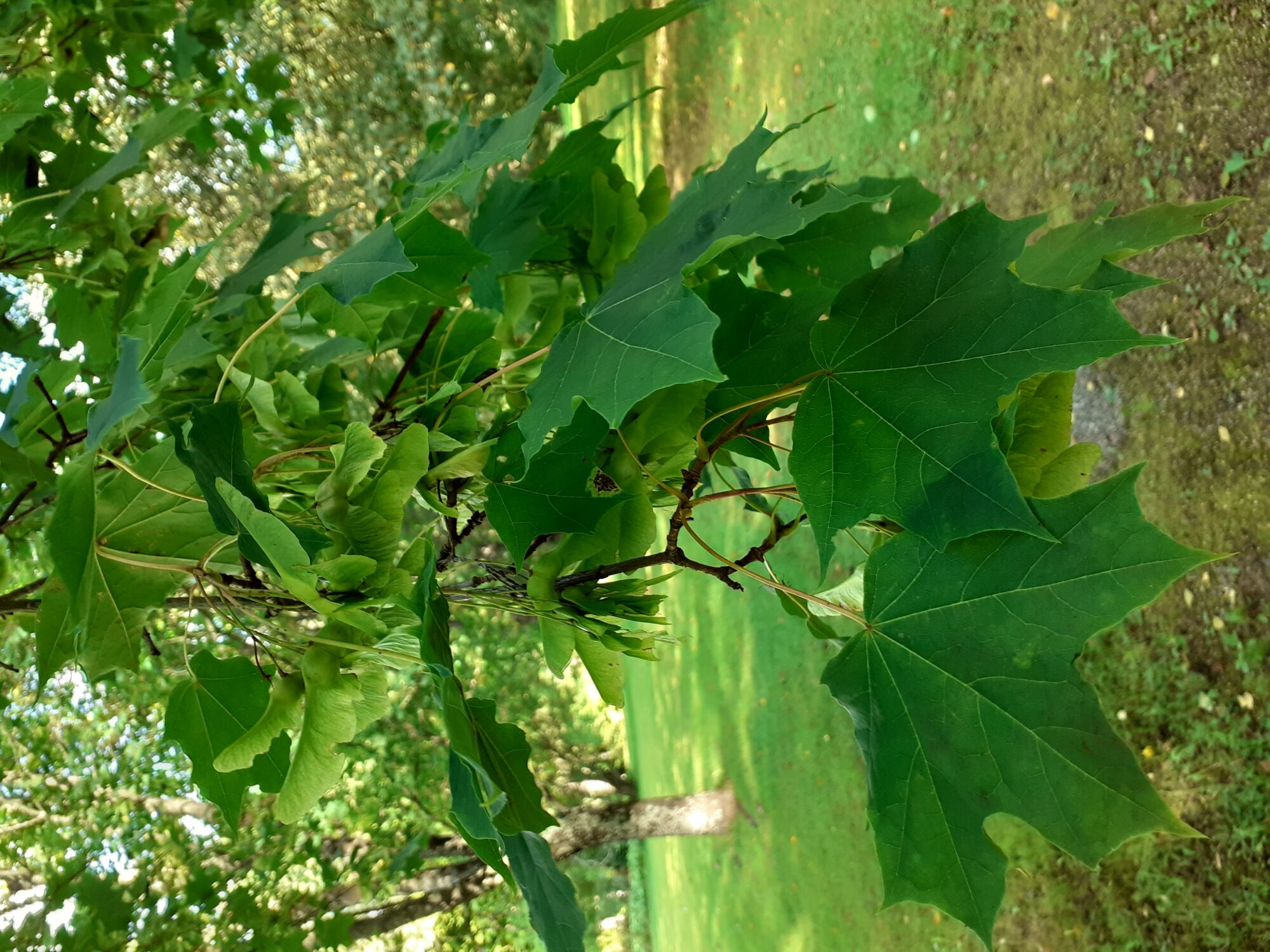 Valokuvaaja: Maarit Pietiläinen