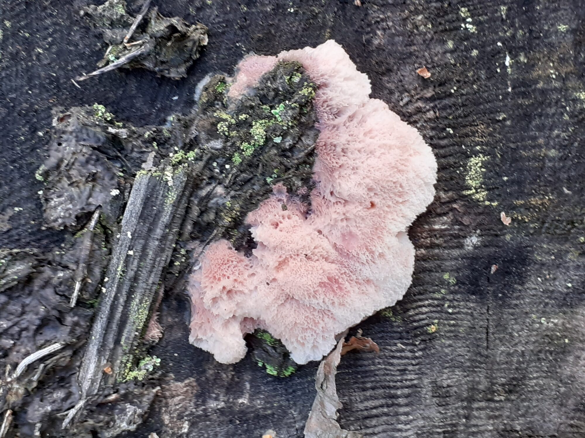 Valokuvaaja: Maarit Pietiläinen