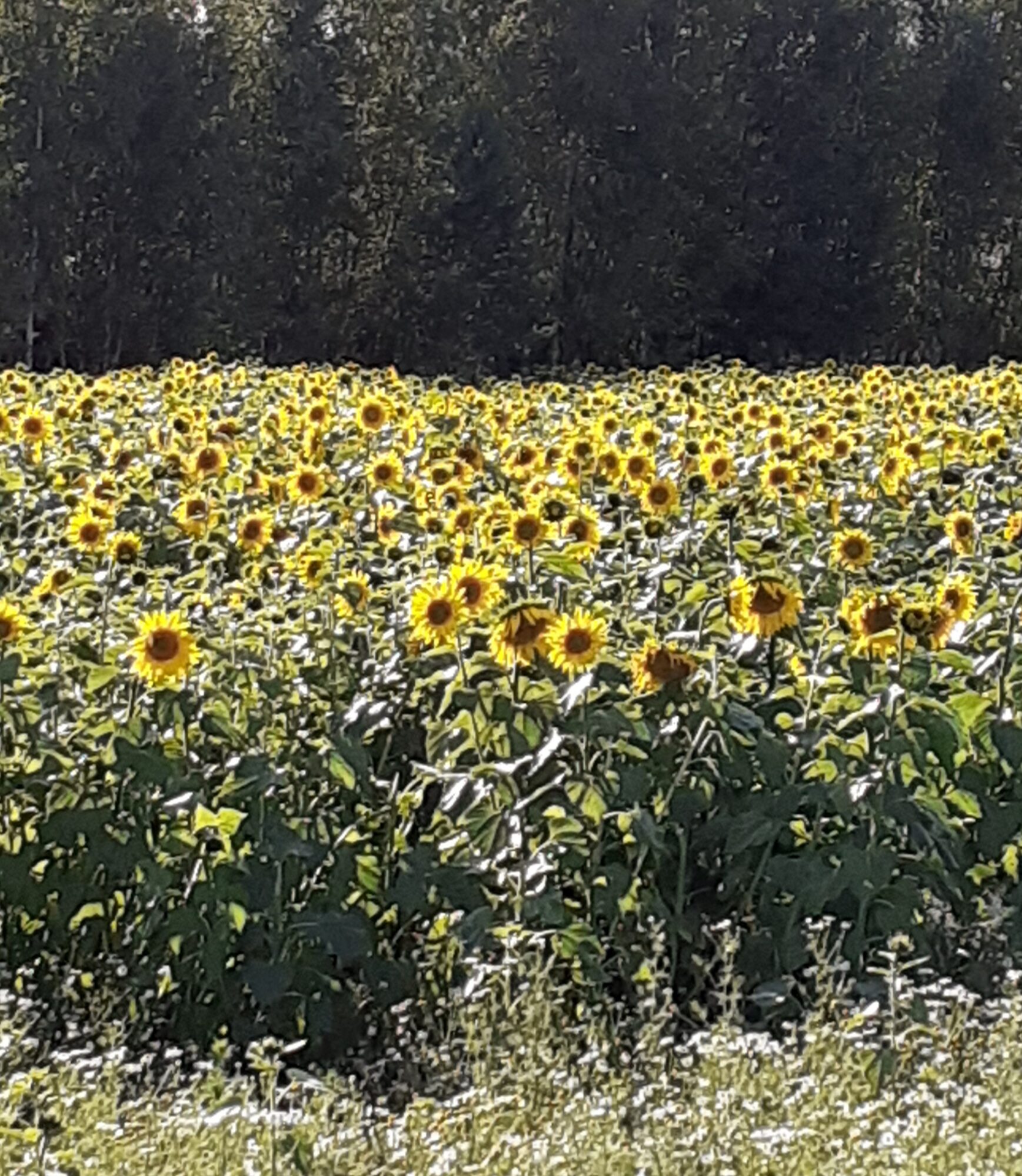 Valokuvaaja: Maarit Pietiläinen