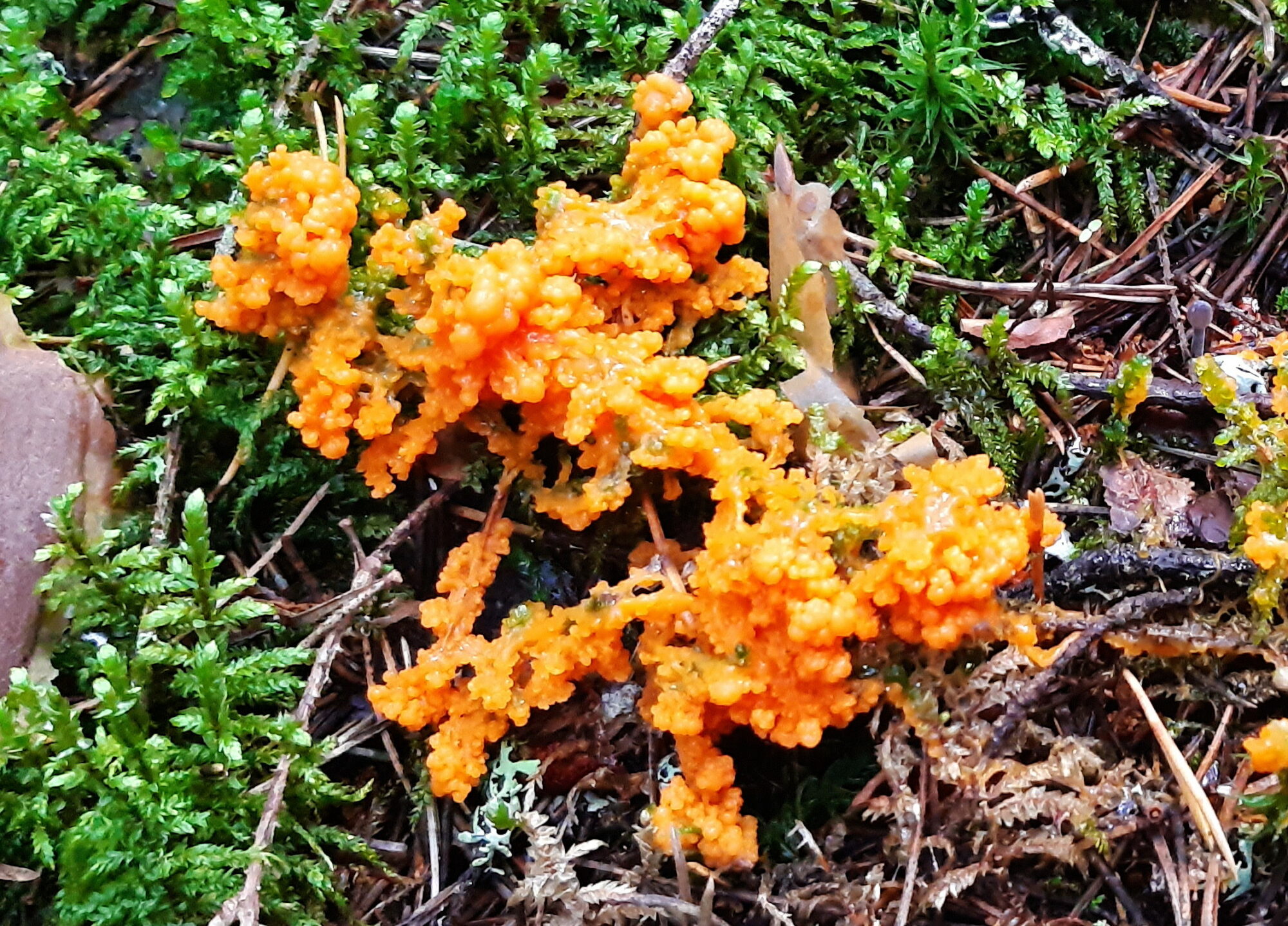 Valokuvaaja: Elina Vuorimaa-Laukkanen