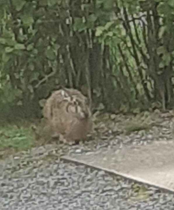 Valokuvaaja: Maarit Pietiläinen