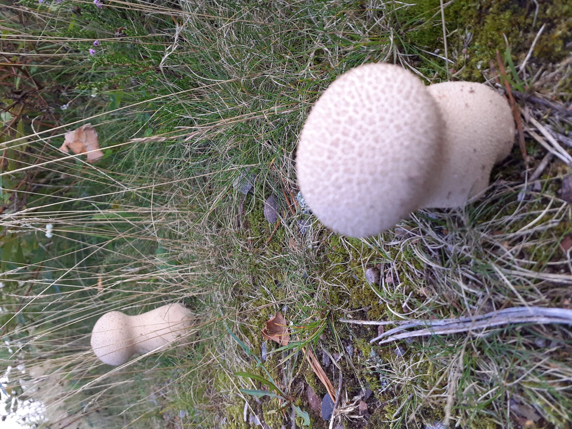 Valokuvaaja: Maarit Pietiläinen